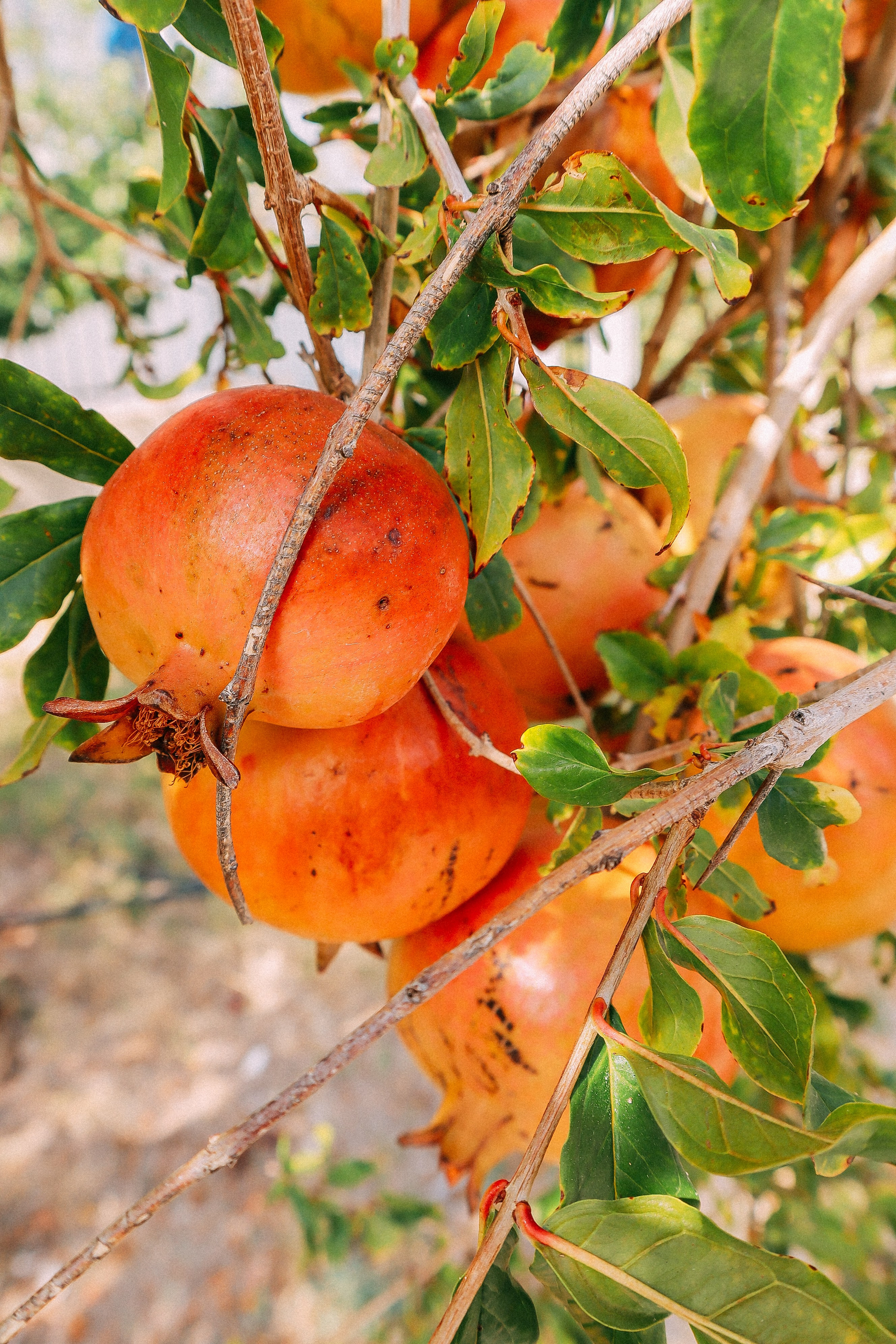 Крит. Аня Степанова