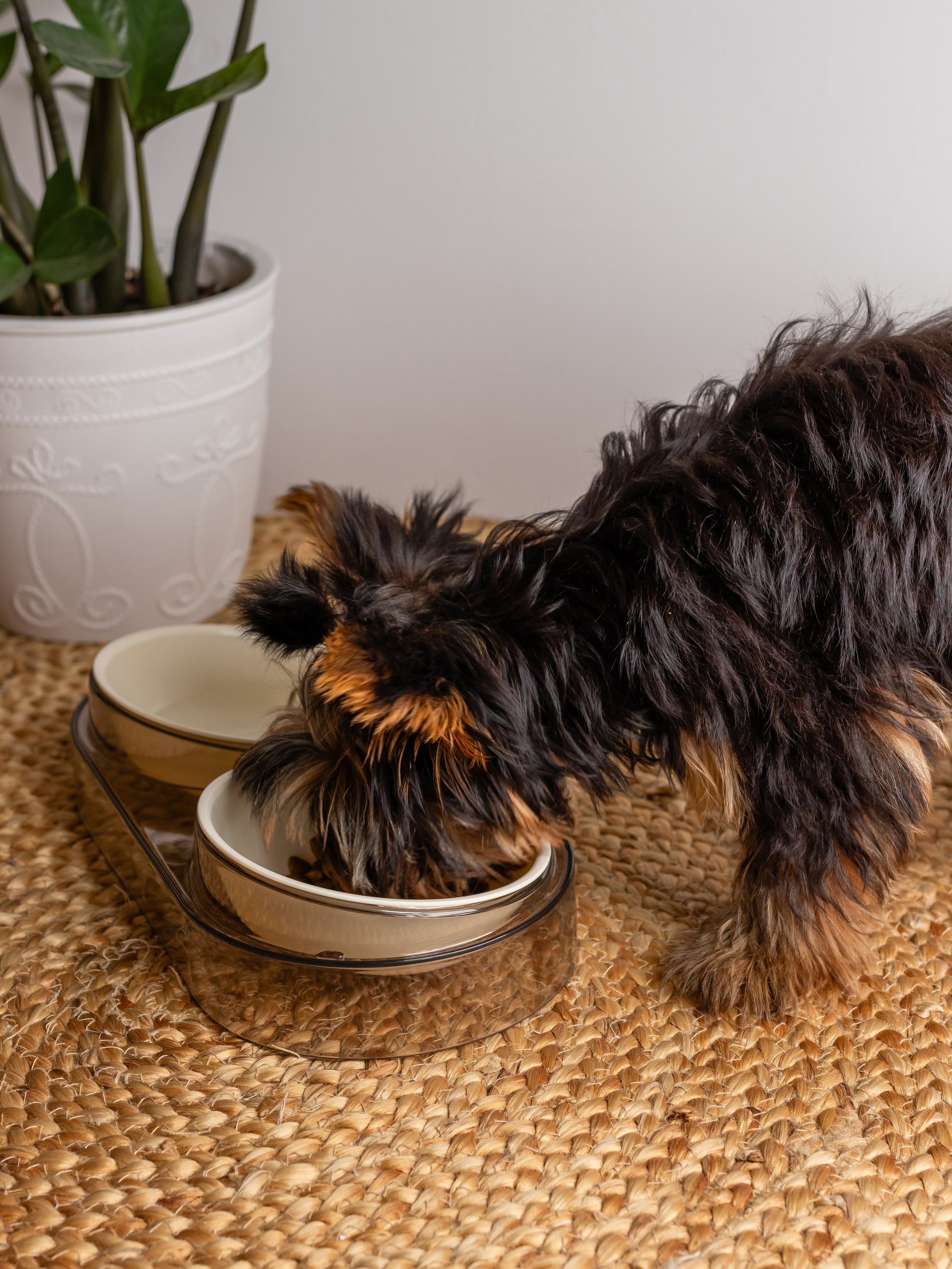 Миска для собаки. Фотограф в Краснодаре Арина Кудряшова