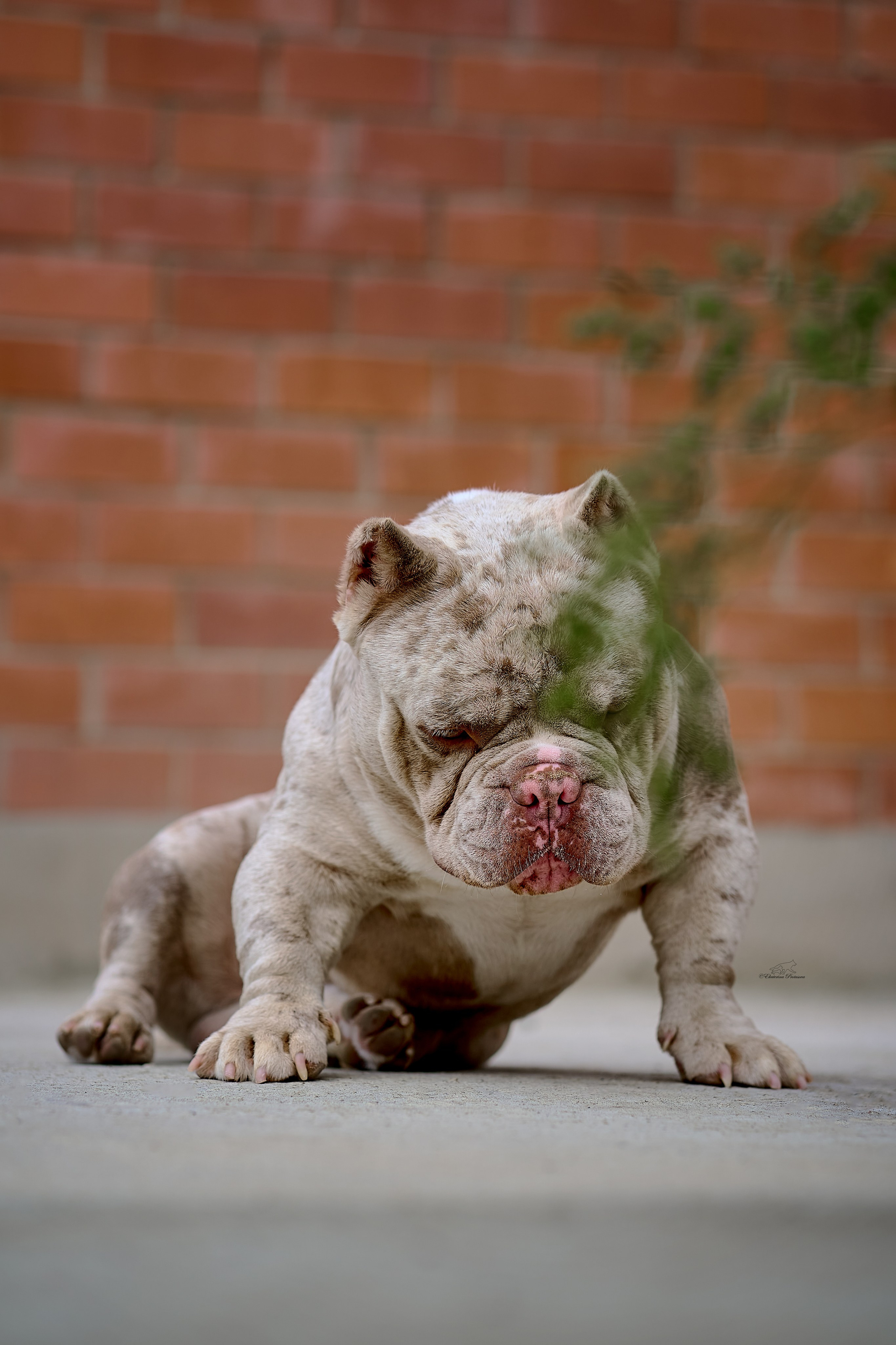 Обо мне. Фотограф-анималист в Иркутске