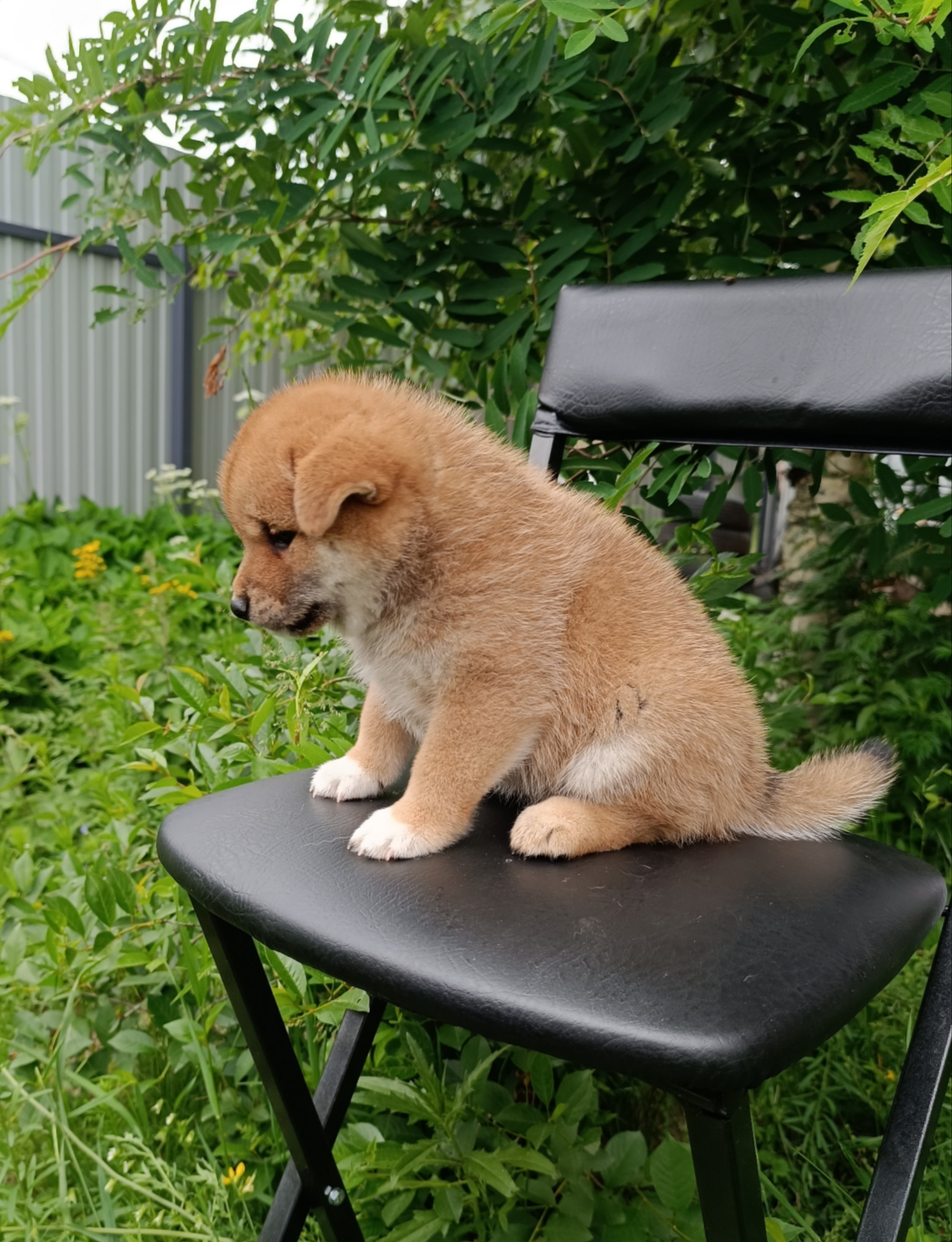 сиба питомник Рубилайт щенки на продажу rubylight  сиба щенки купить СПб Санкт-Петербург