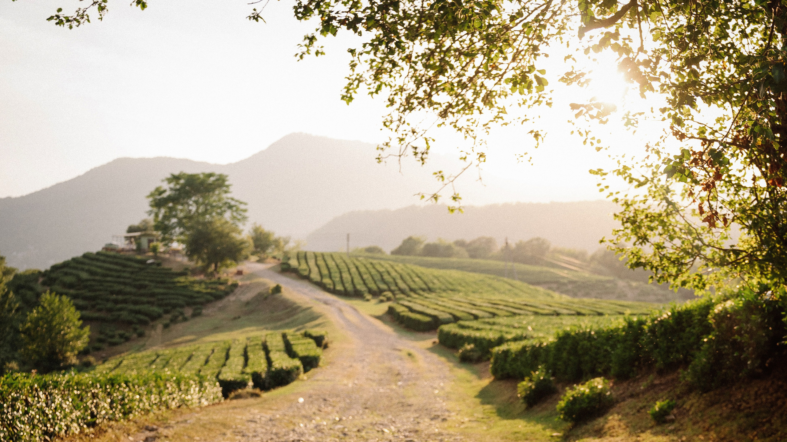 16. Фотограф Батуми | Ксения Кинасова