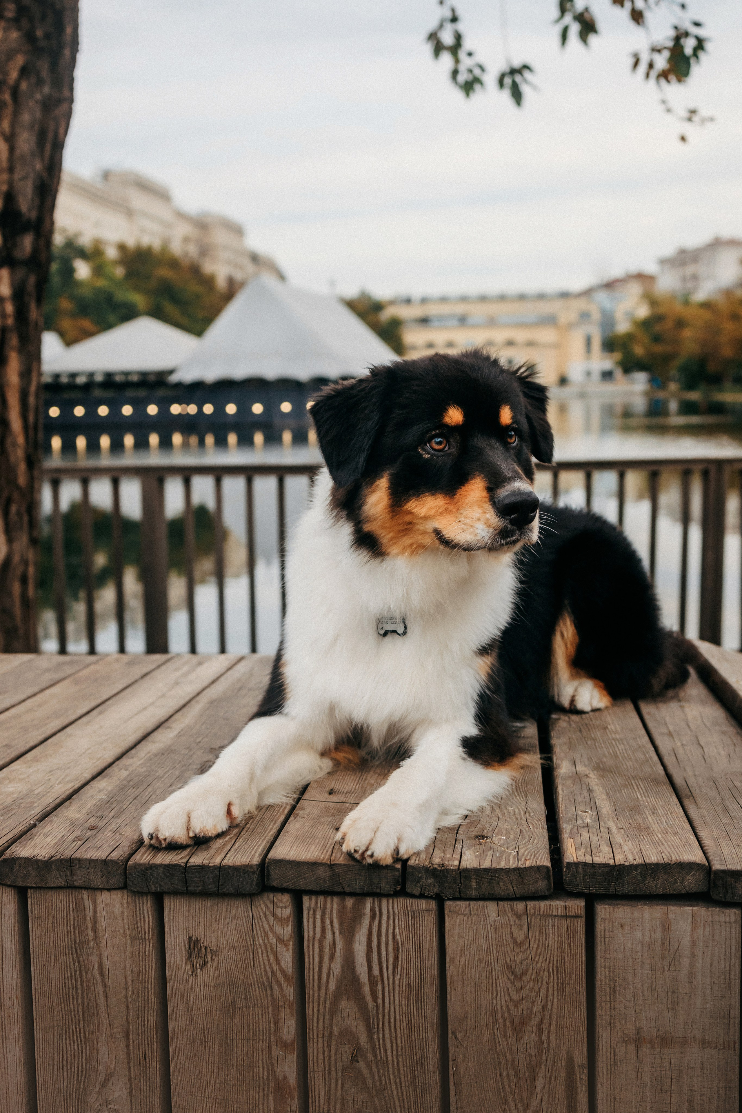Лена и Рэй. Фотограф-анималист Елена Радченко, Москва