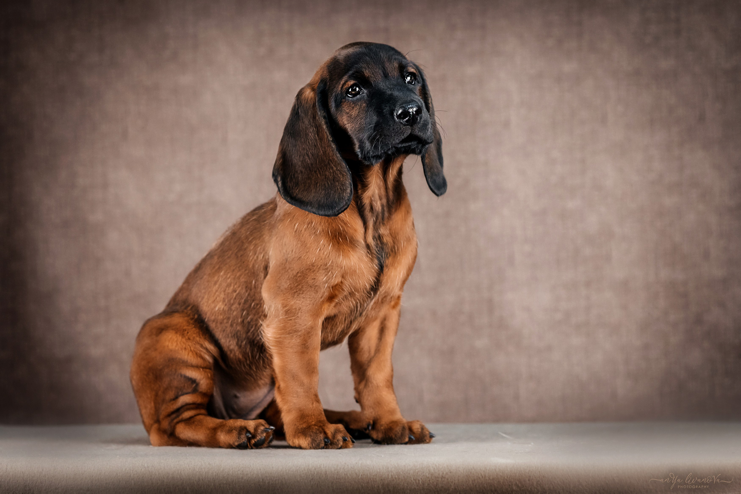 Баварские гончие. Фотограф анималист Аня Ливанова | Рыбинск