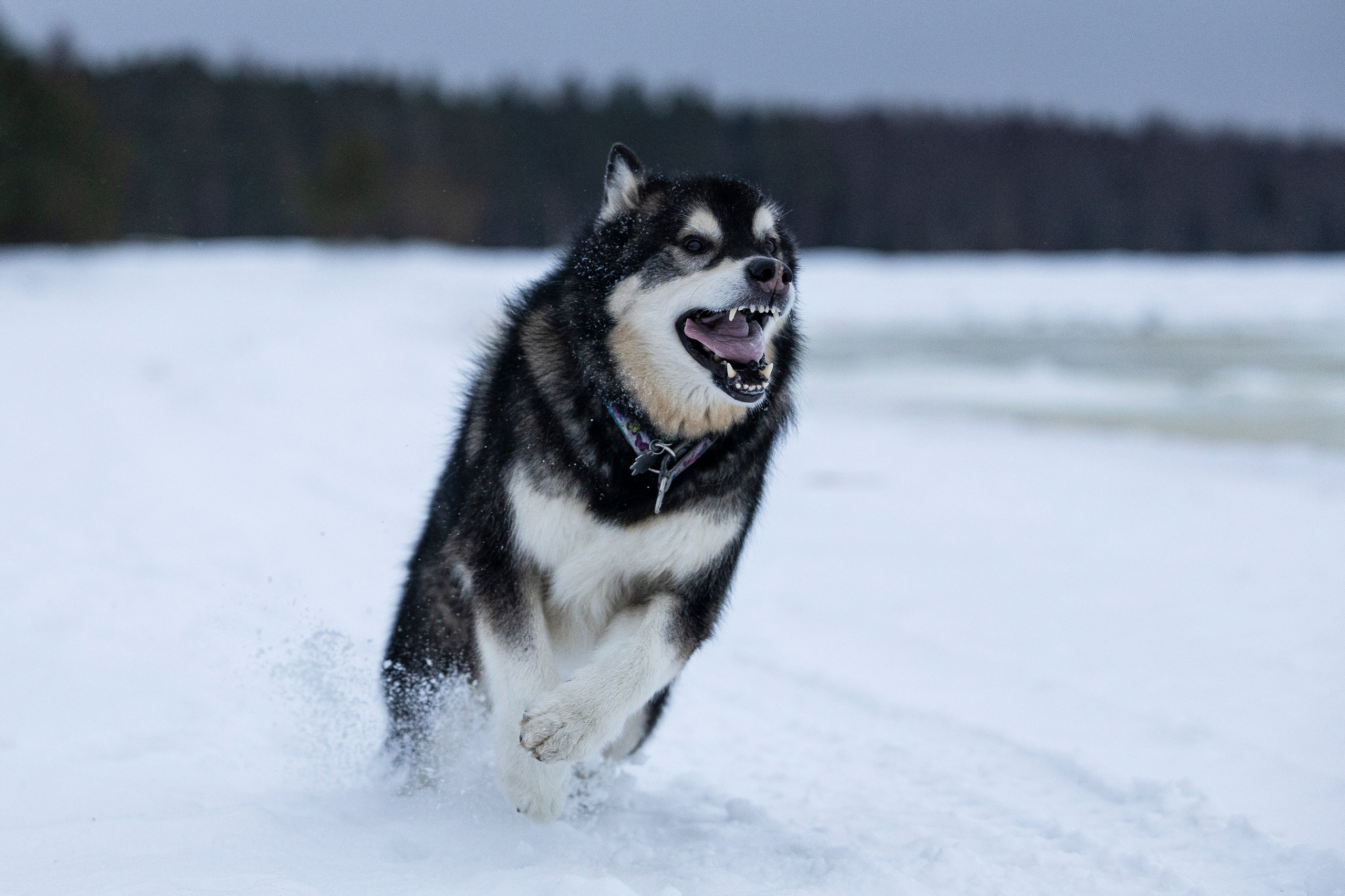 Юрген. Фотограф-анималист Анна Маринич