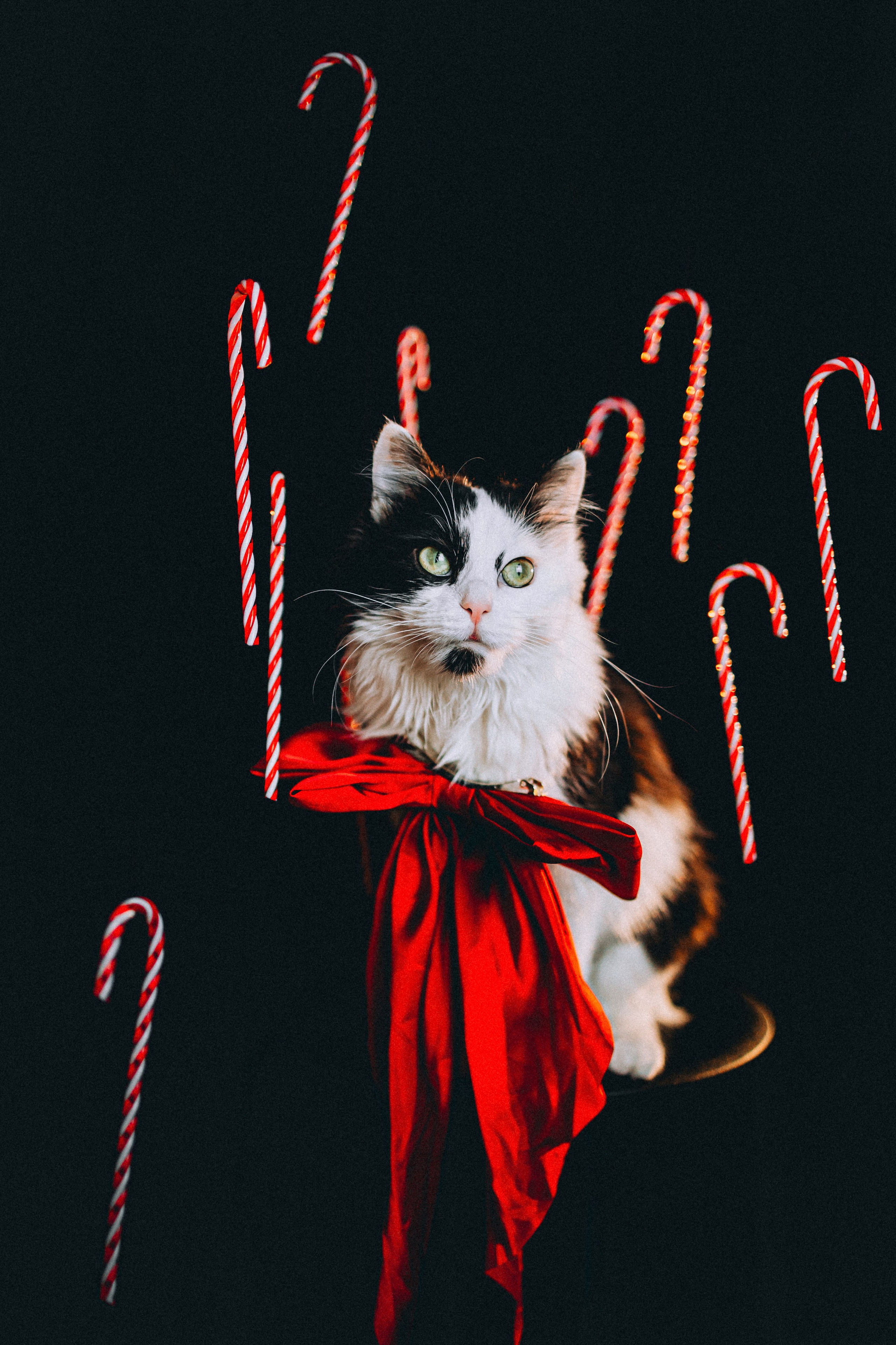 Джек, Бет и Кову