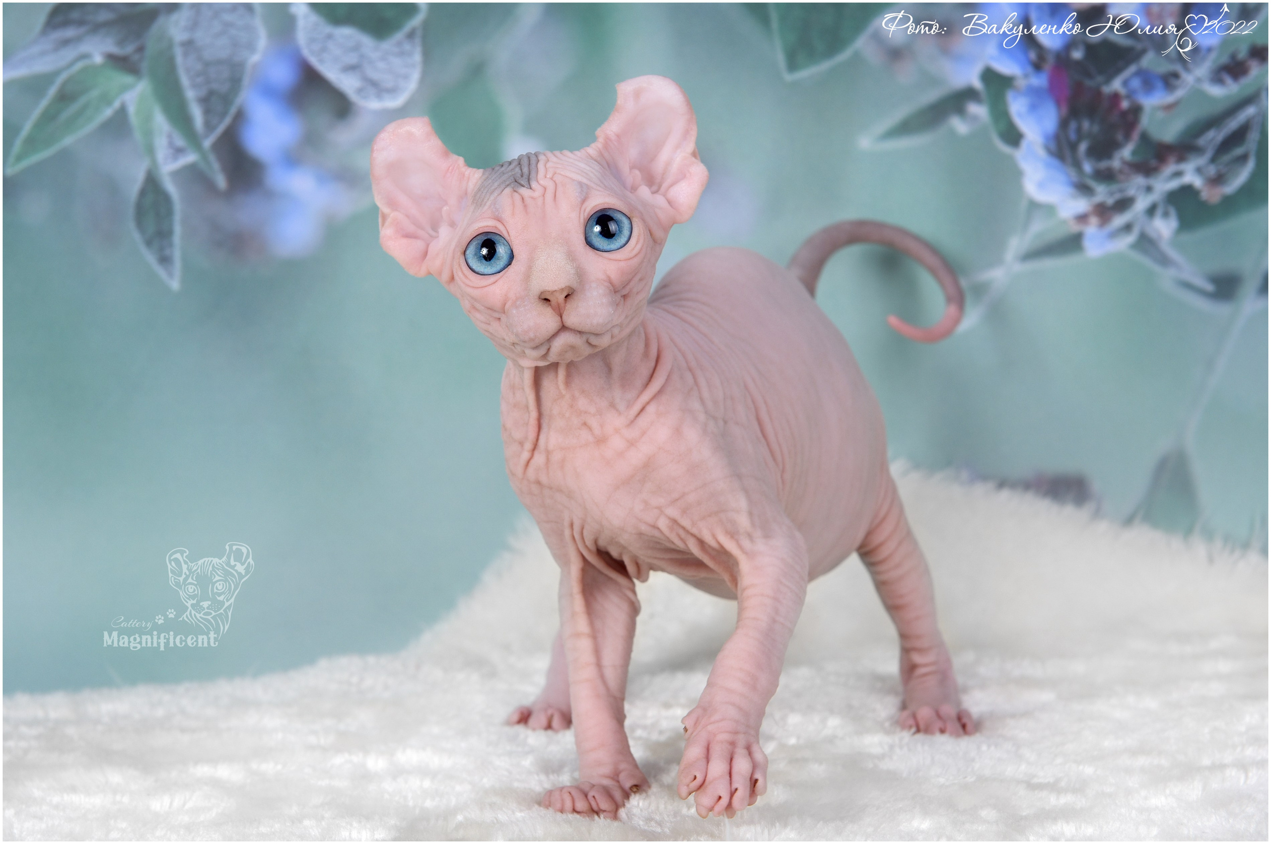 Котята. Фотограф анималист | семейный Юлия Вакуленко, г. Краснодар