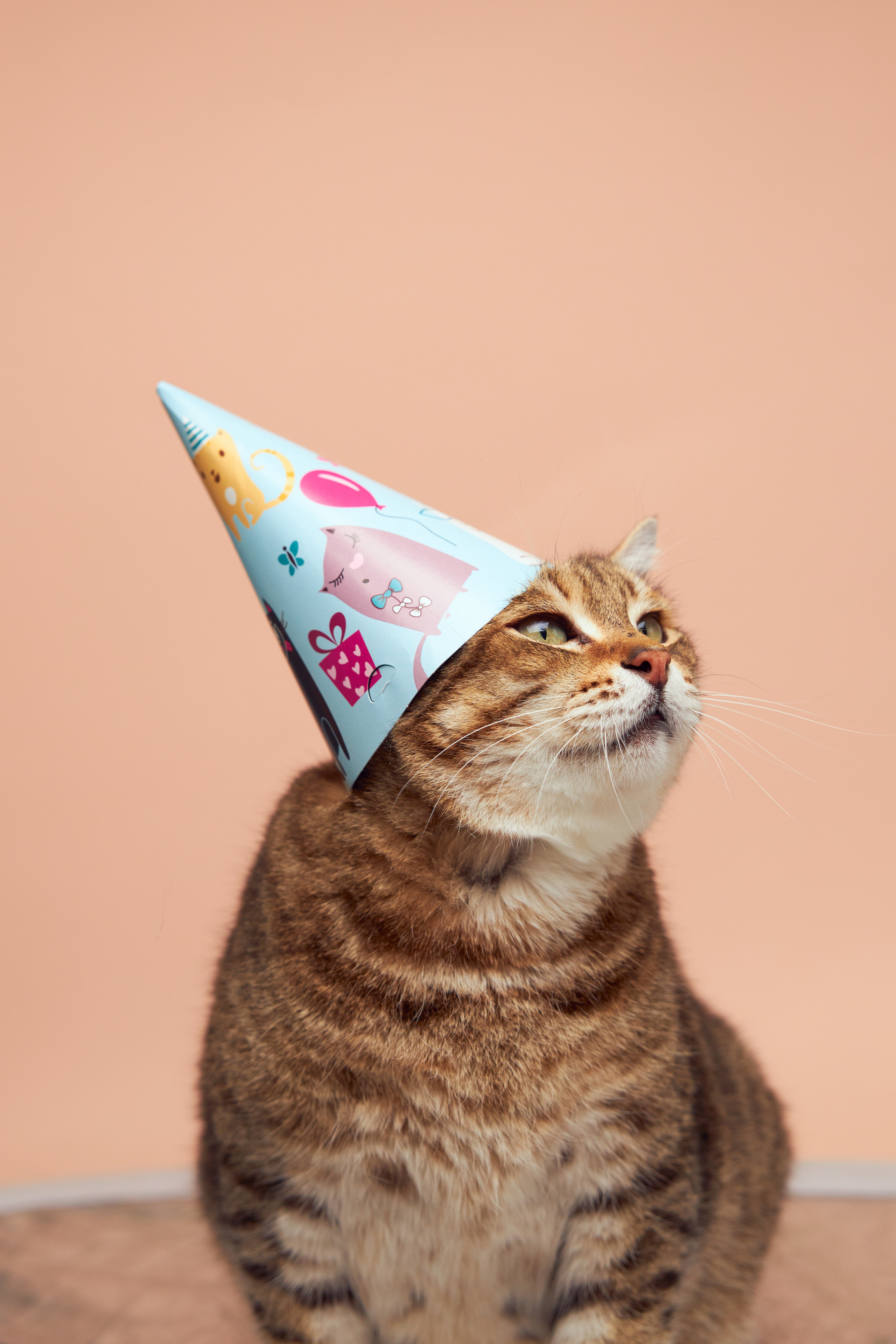 Коты. Фотограф Никита Журнаков | Екатеринбург