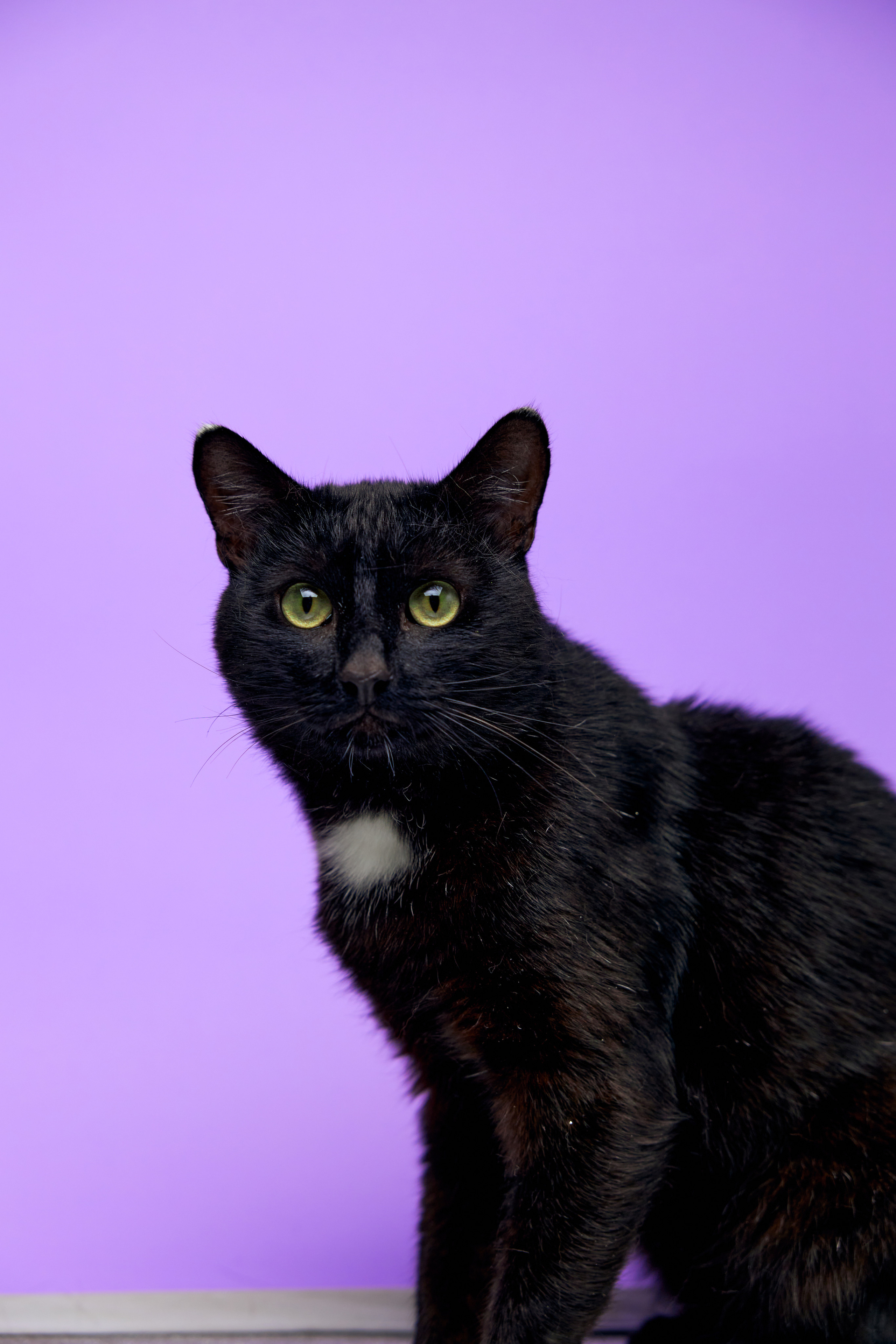 Коты. Фотограф Никита Журнаков | Екатеринбург