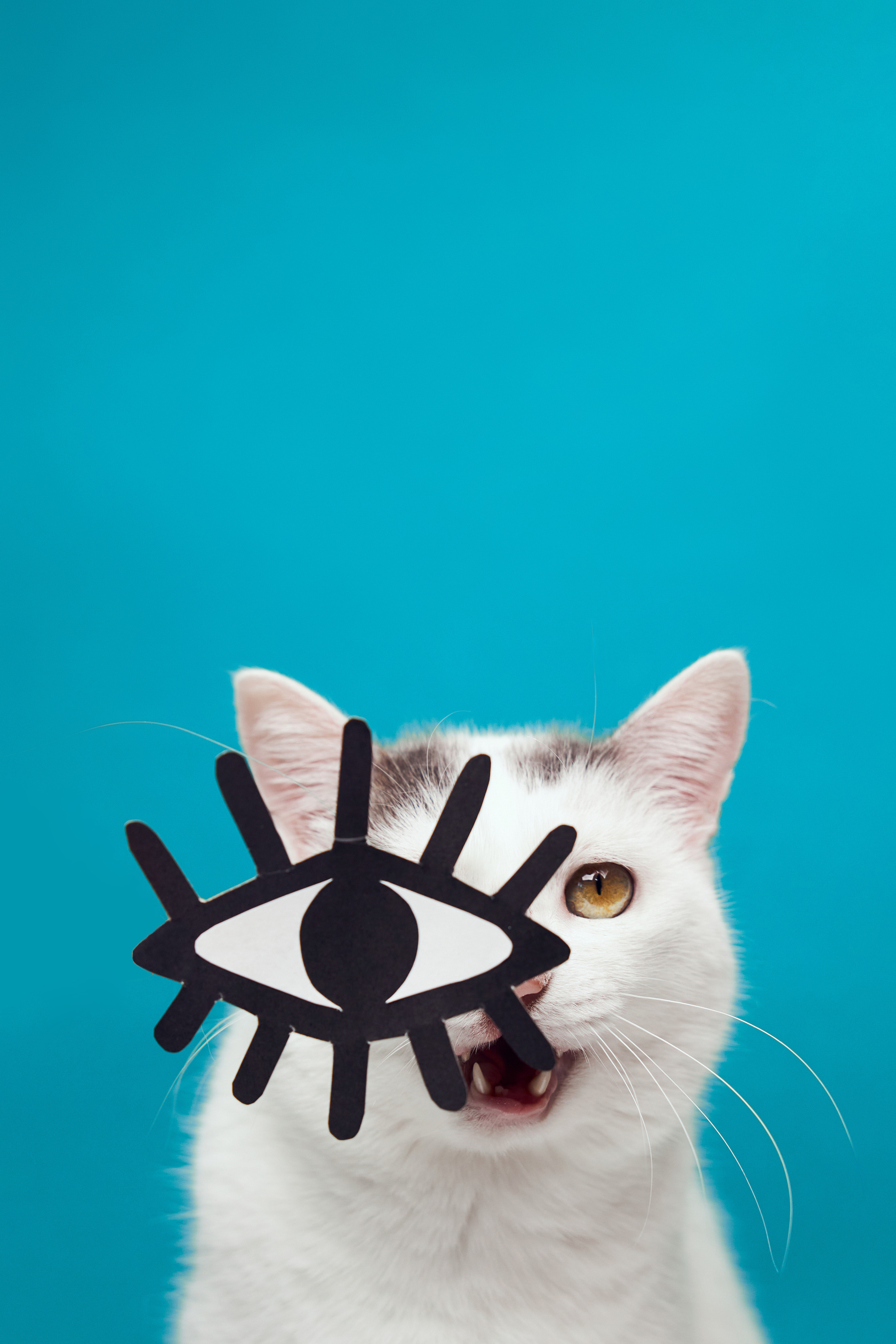 Коты. Фотограф Никита Журнаков | Екатеринбург