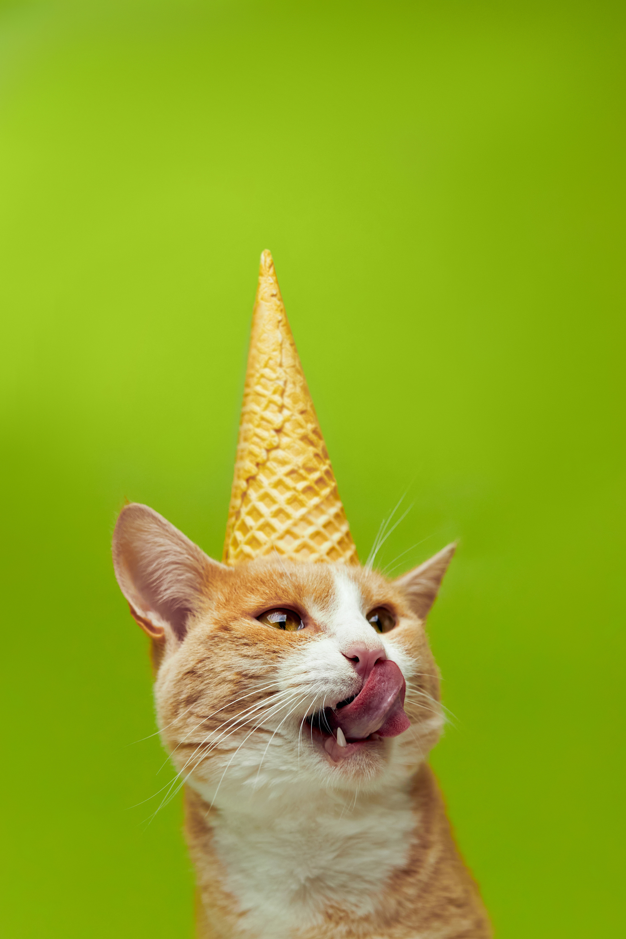 Коты. Фотограф Никита Журнаков | Екатеринбург