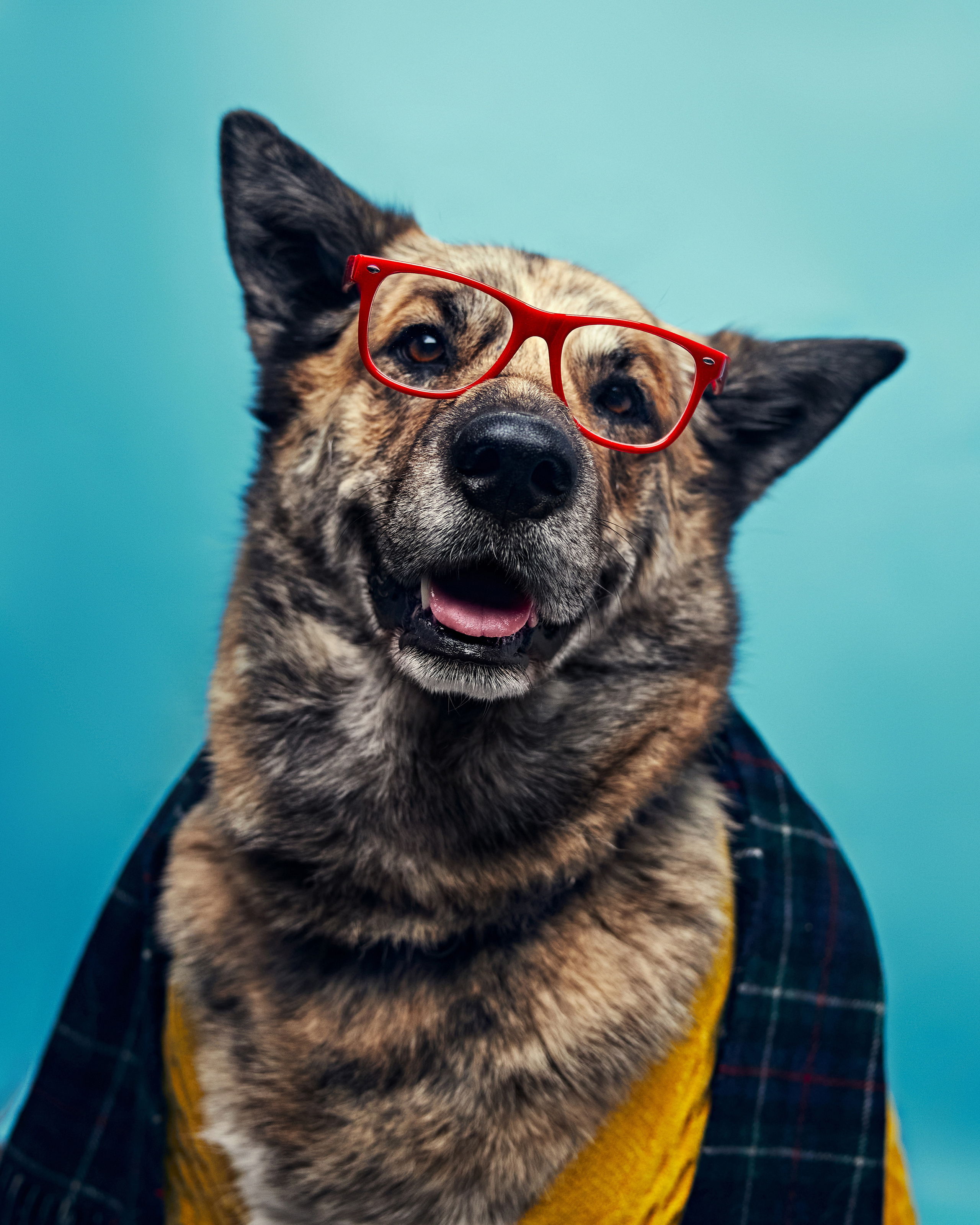 Хаски. Фотограф Никита Журнаков | Екатеринбург