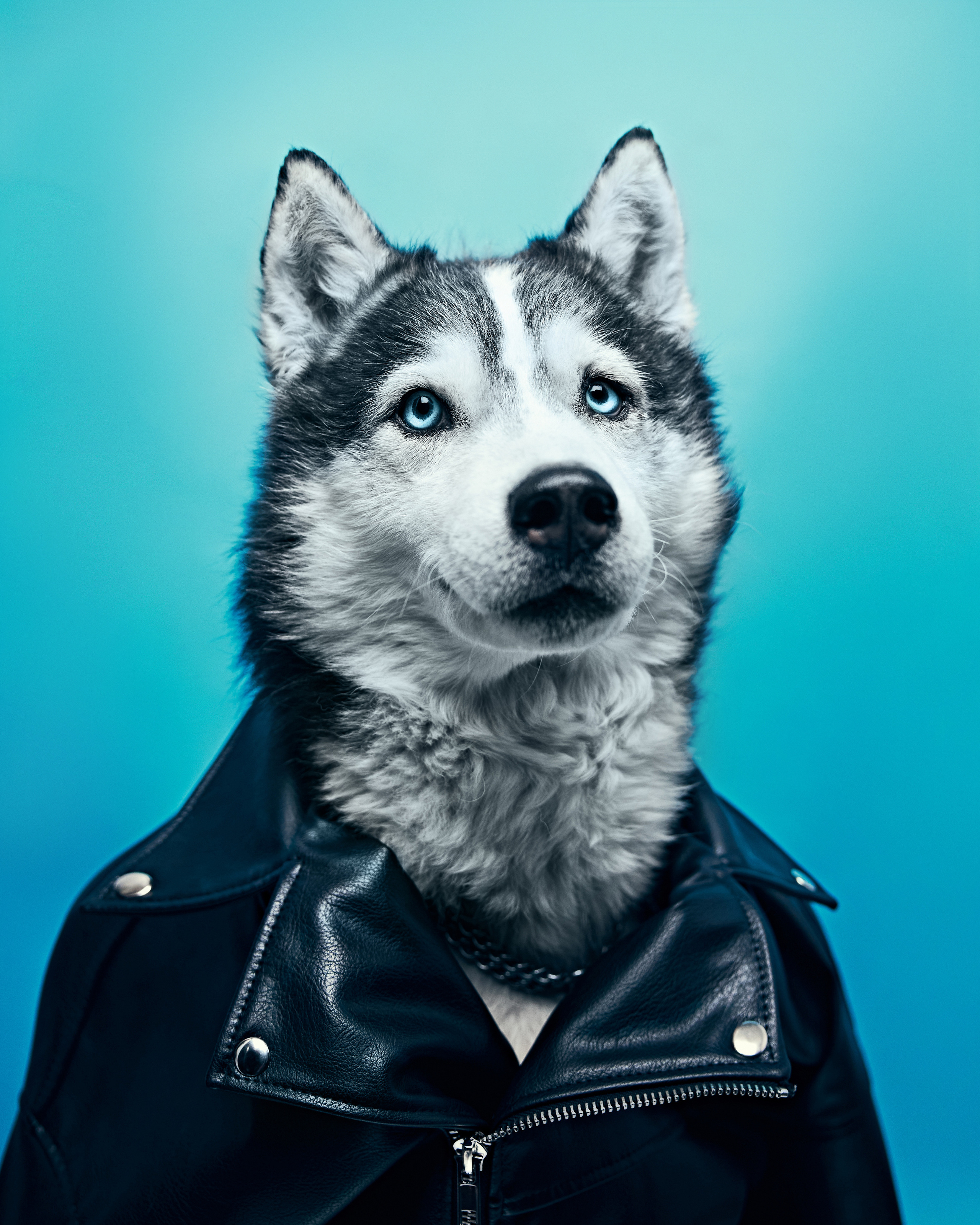 Хаски. Фотограф Никита Журнаков | Екатеринбург