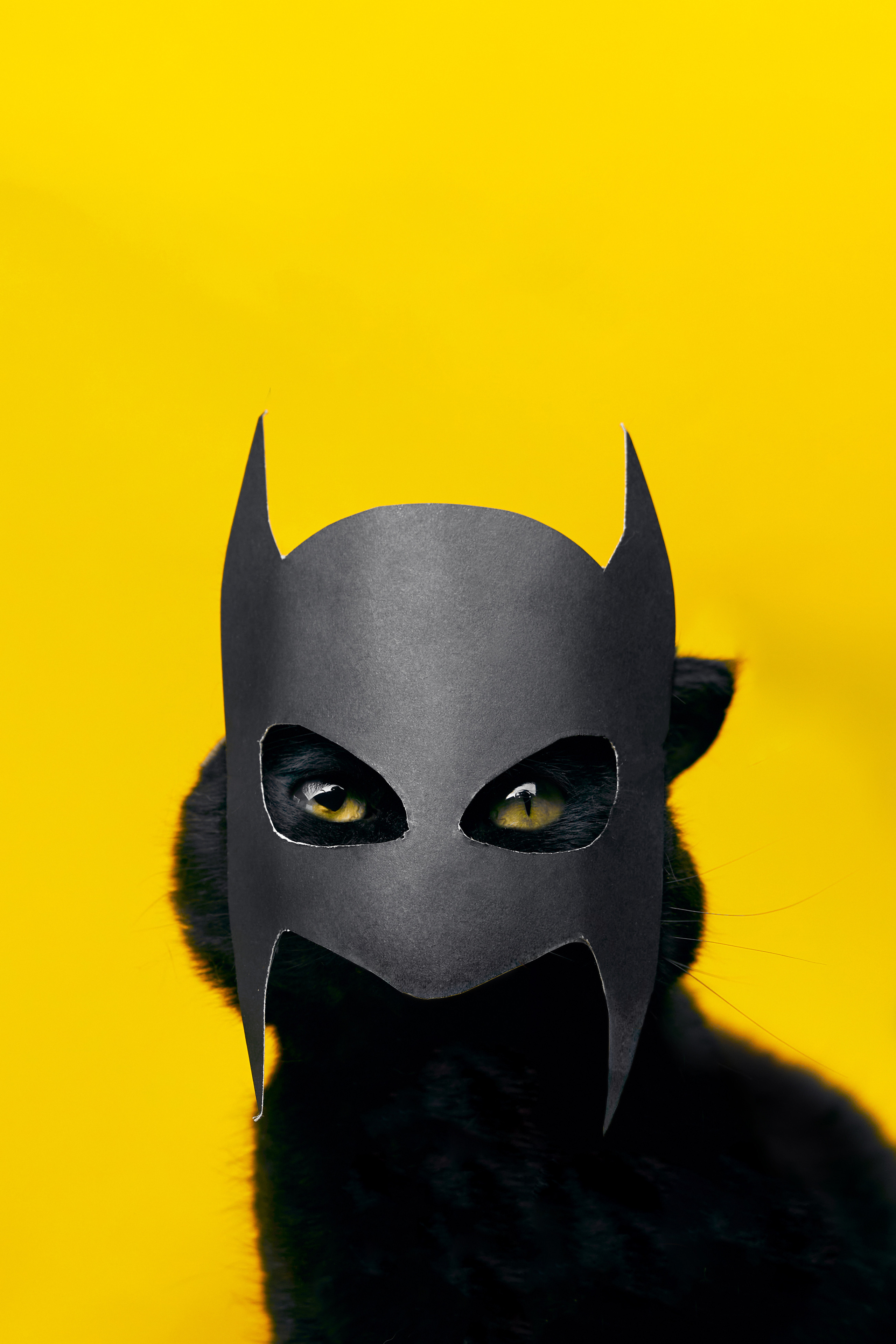 Коты. Фотограф Никита Журнаков | Екатеринбург