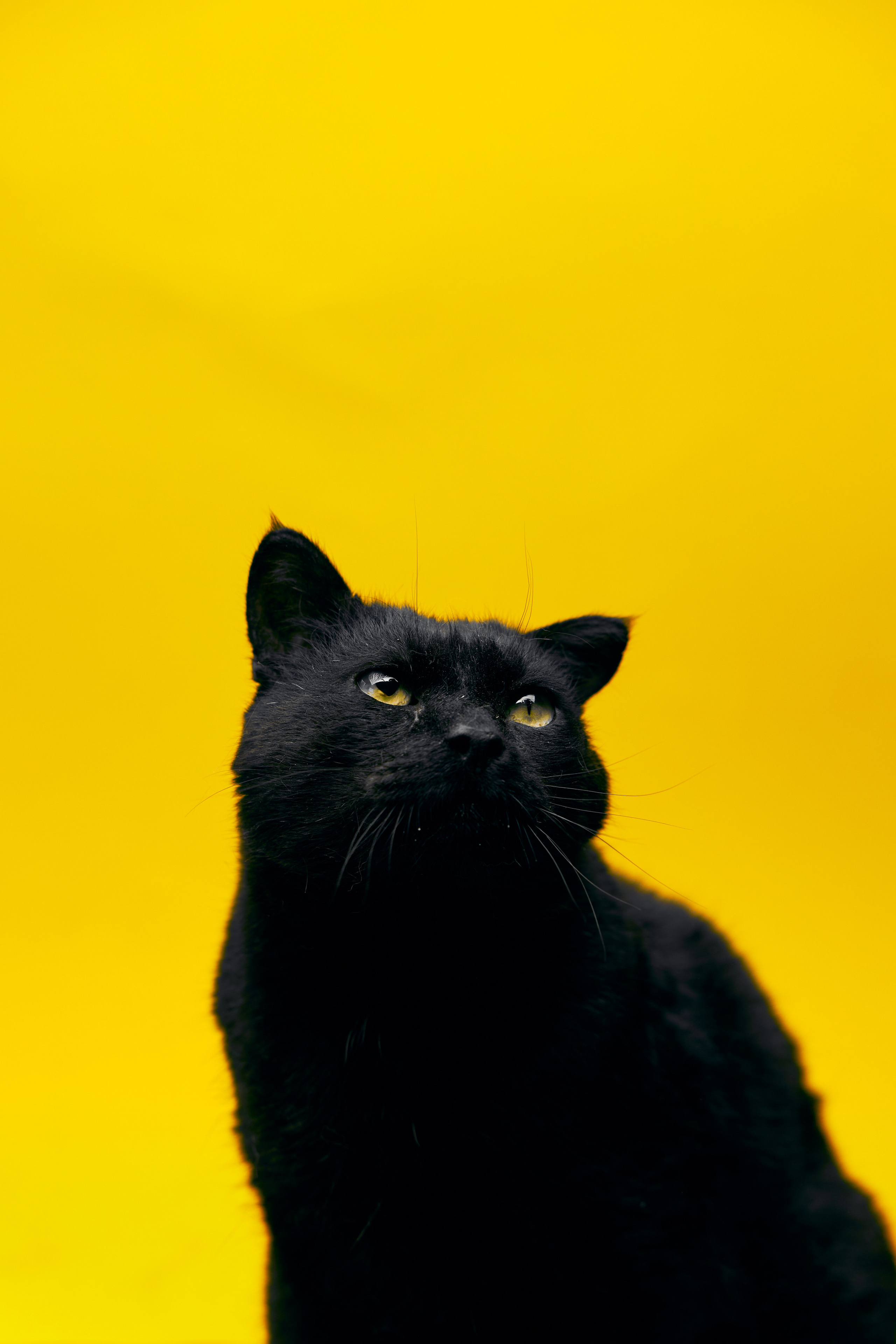 Коты. Фотограф Никита Журнаков | Екатеринбург