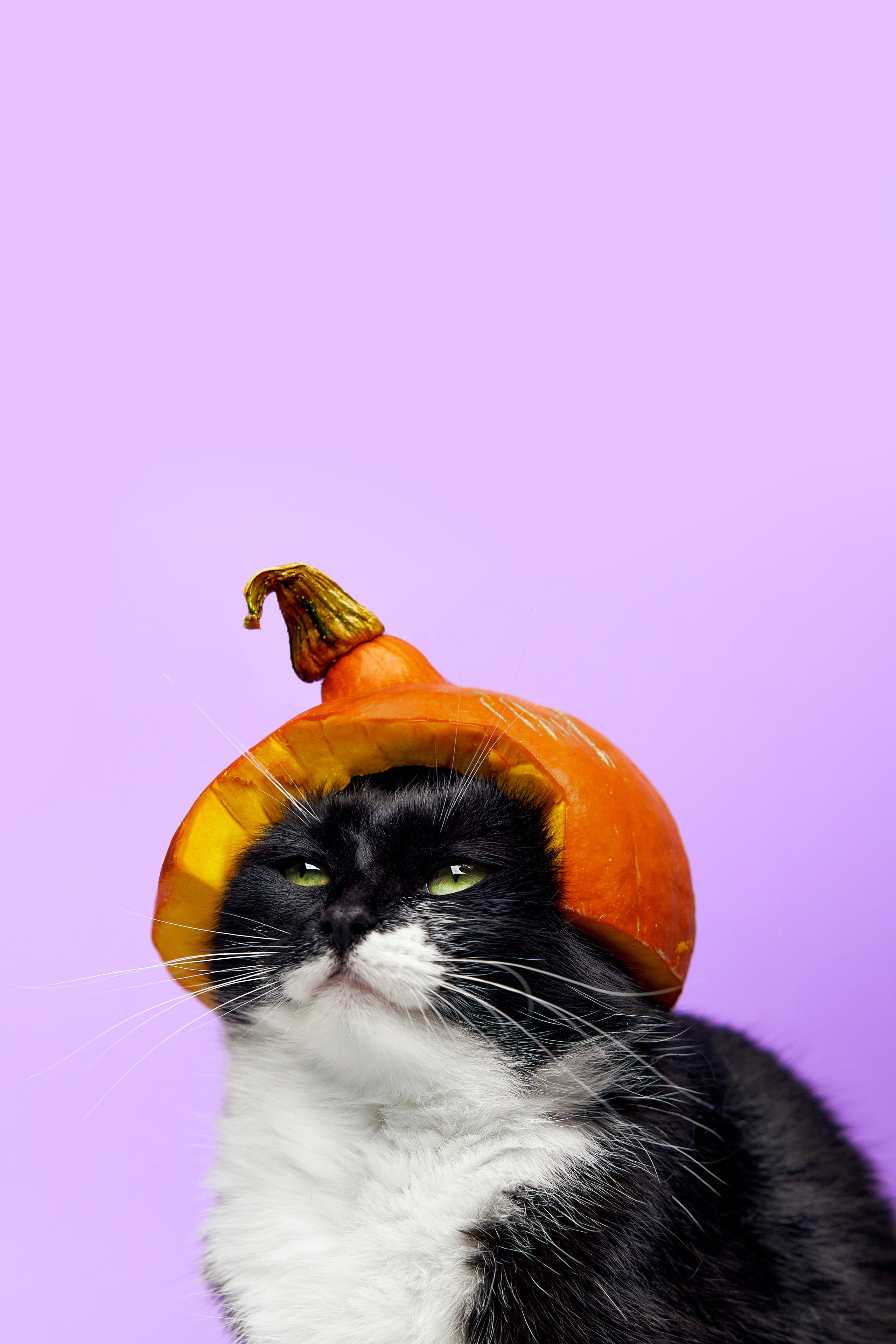 Коты. Фотограф Никита Журнаков | Екатеринбург