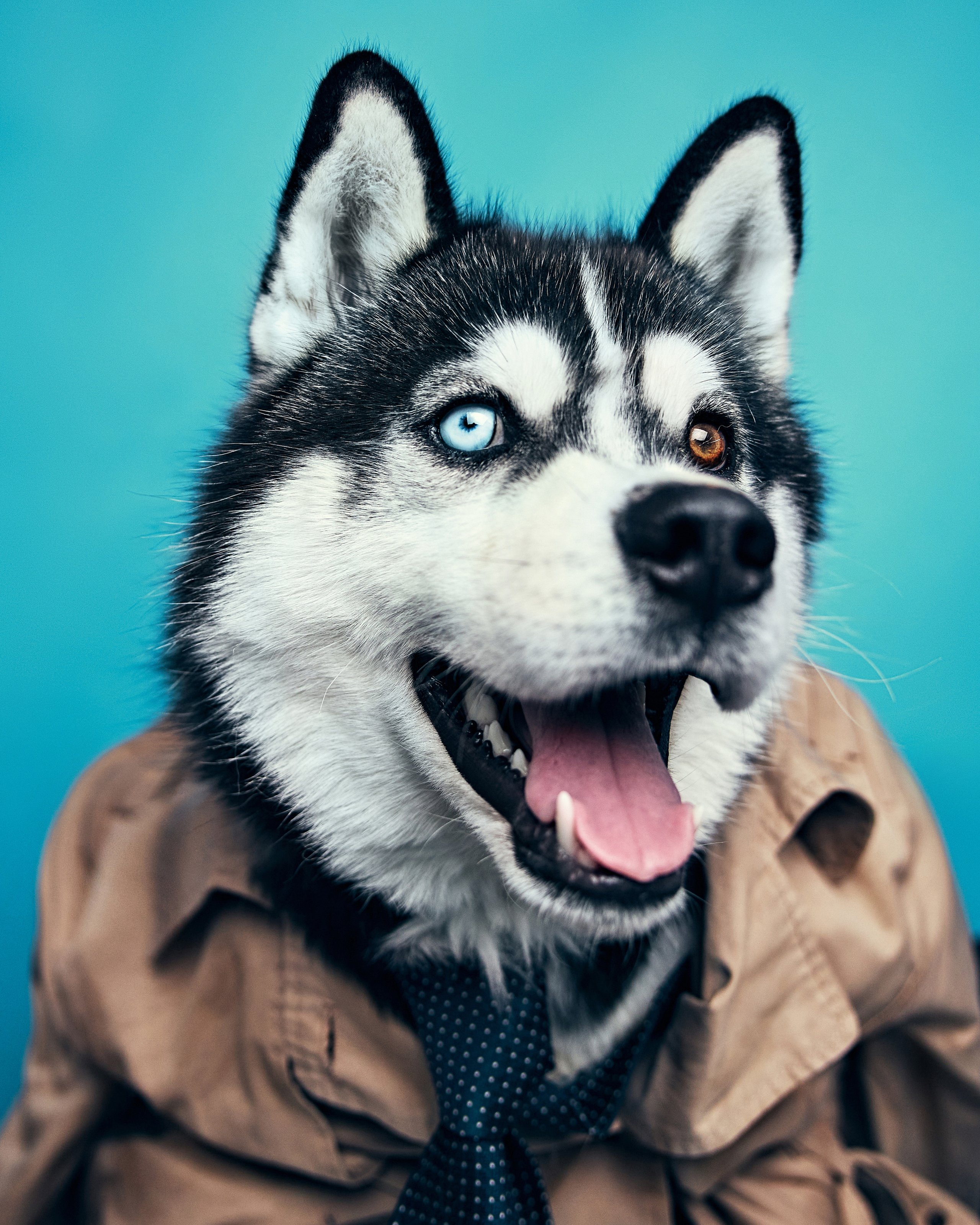 Хаски. Фотограф Никита Журнаков | Екатеринбург
