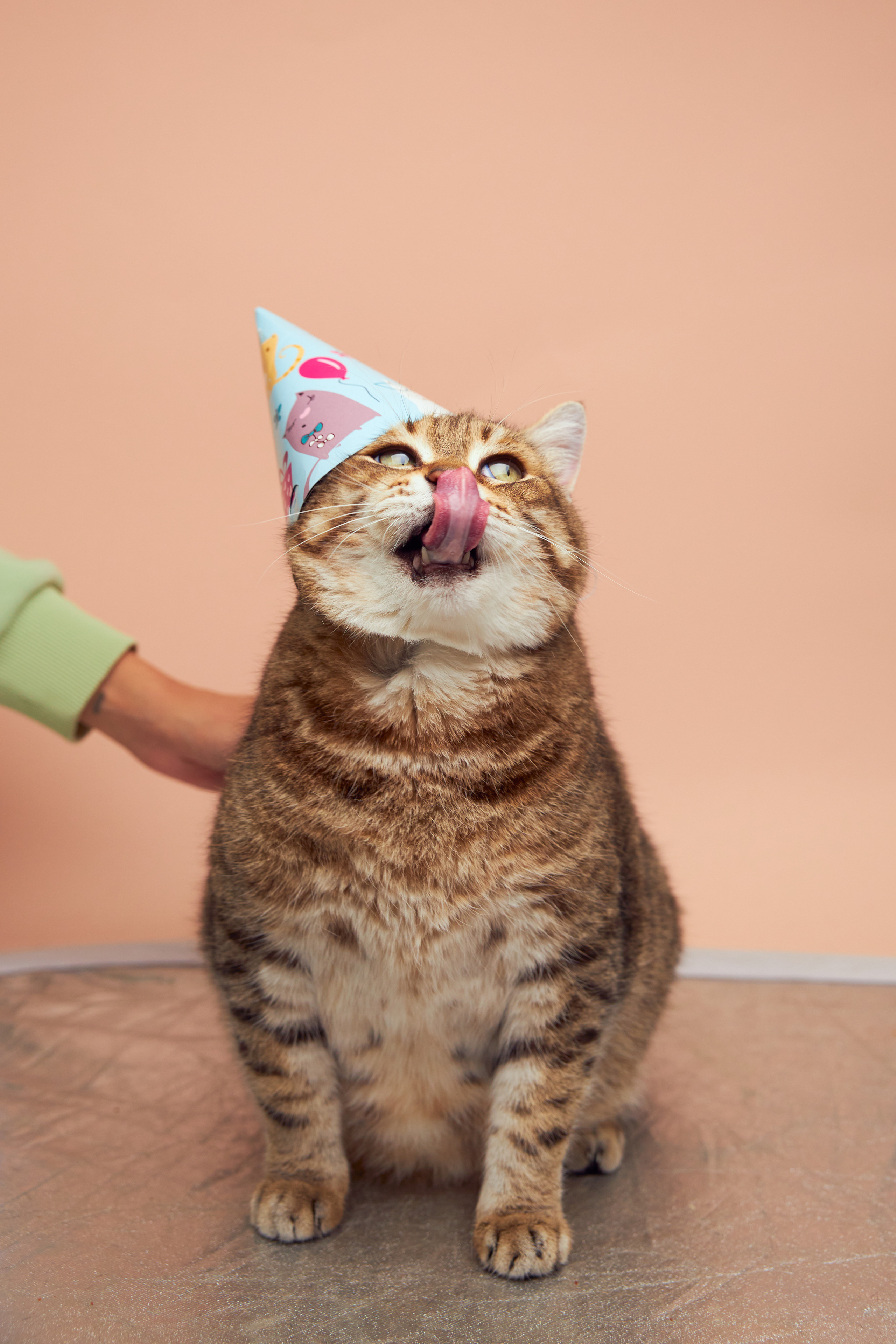 Коты. Фотограф Никита Журнаков | Екатеринбург