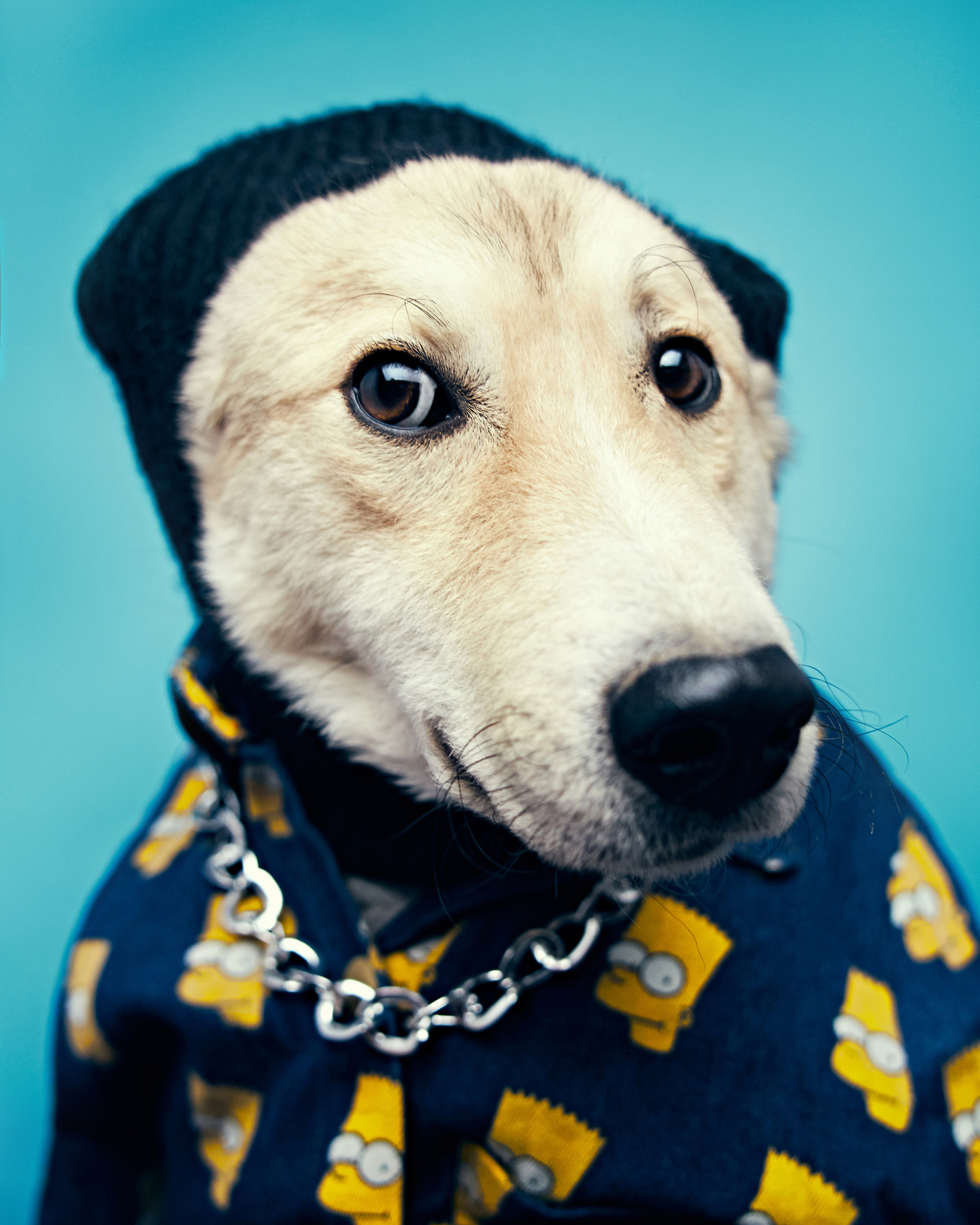 Хаски. Фотограф Никита Журнаков | Екатеринбург