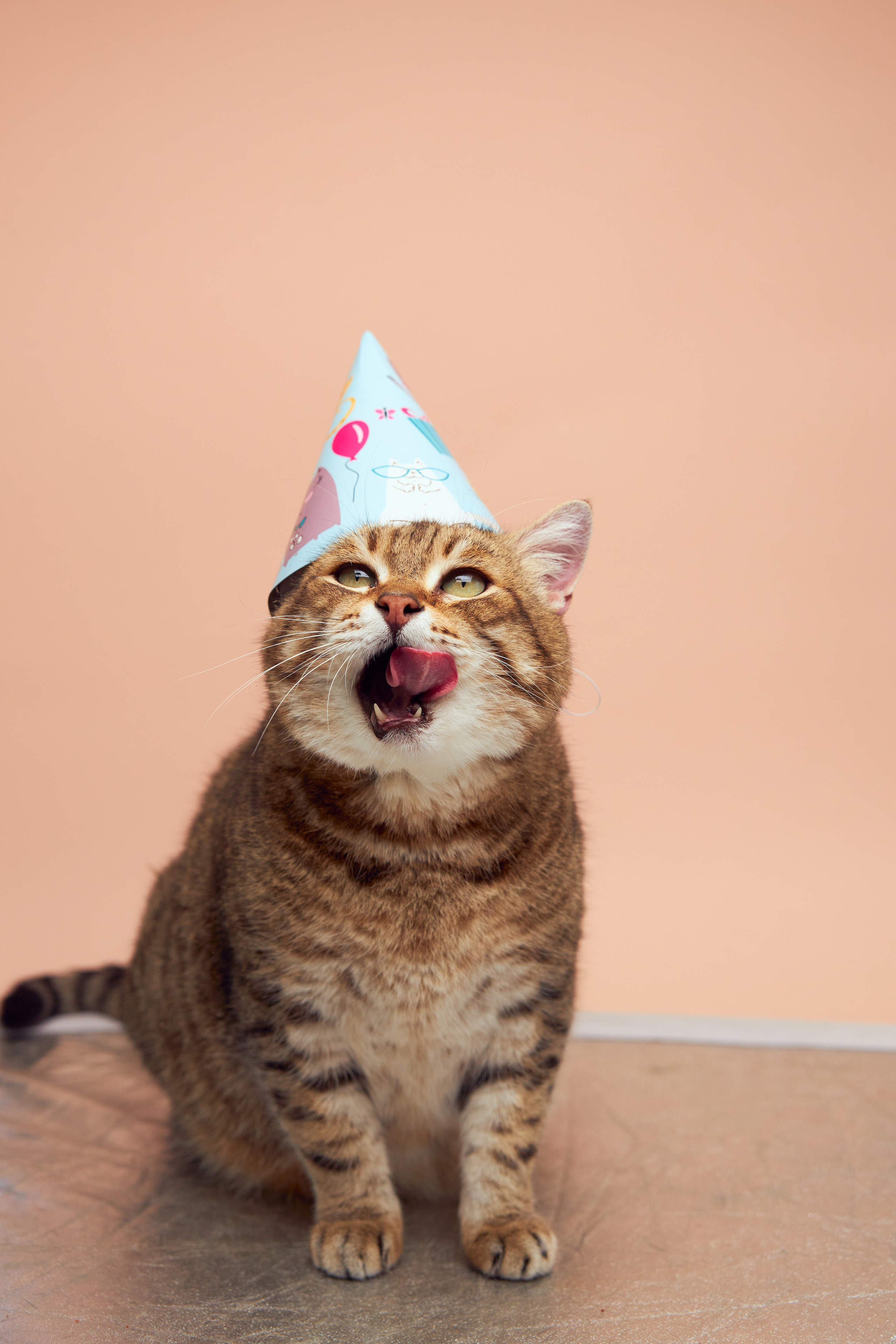 Коты. Фотограф Никита Журнаков | Екатеринбург