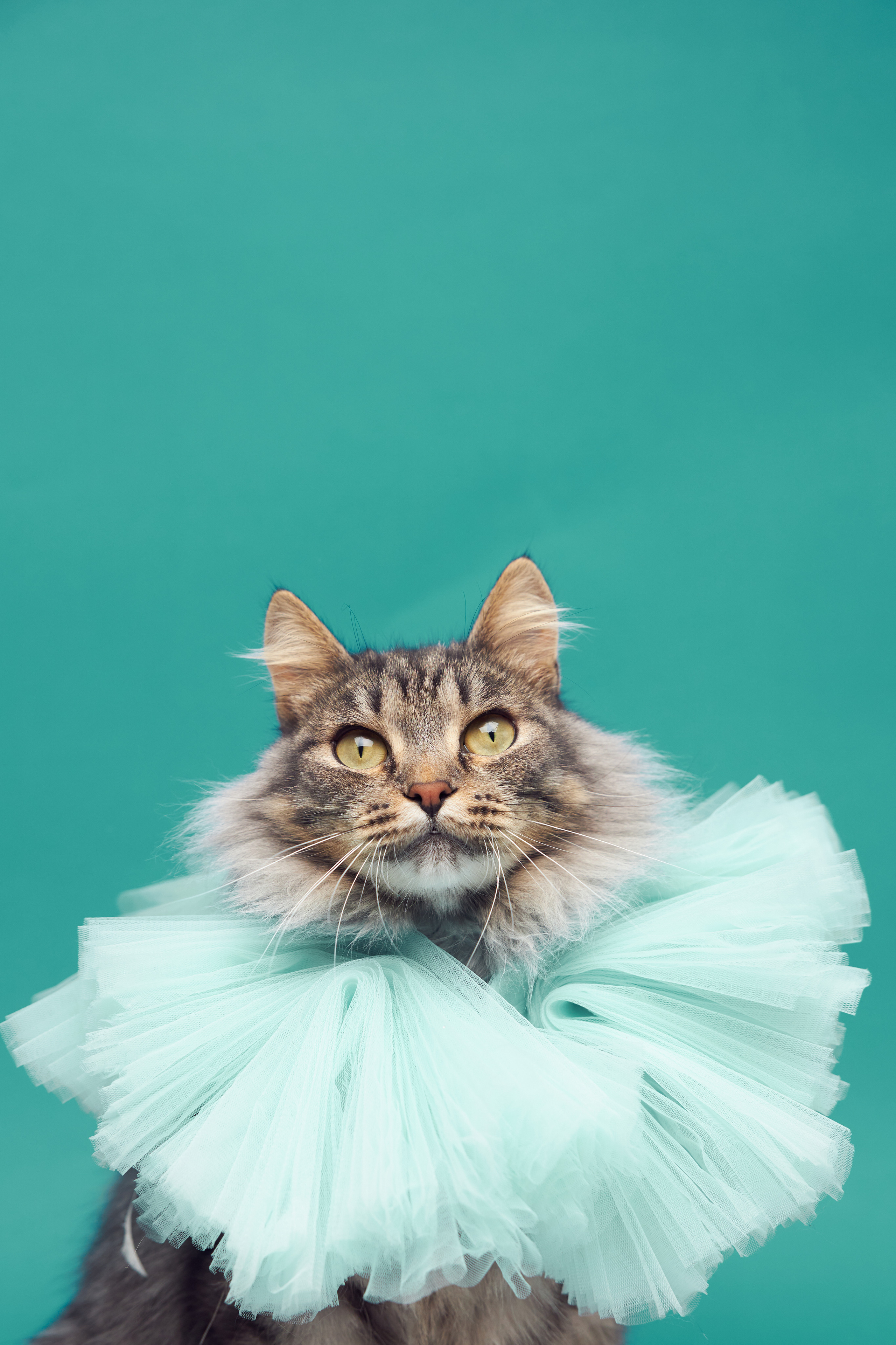 Коты. Фотограф Никита Журнаков | Екатеринбург