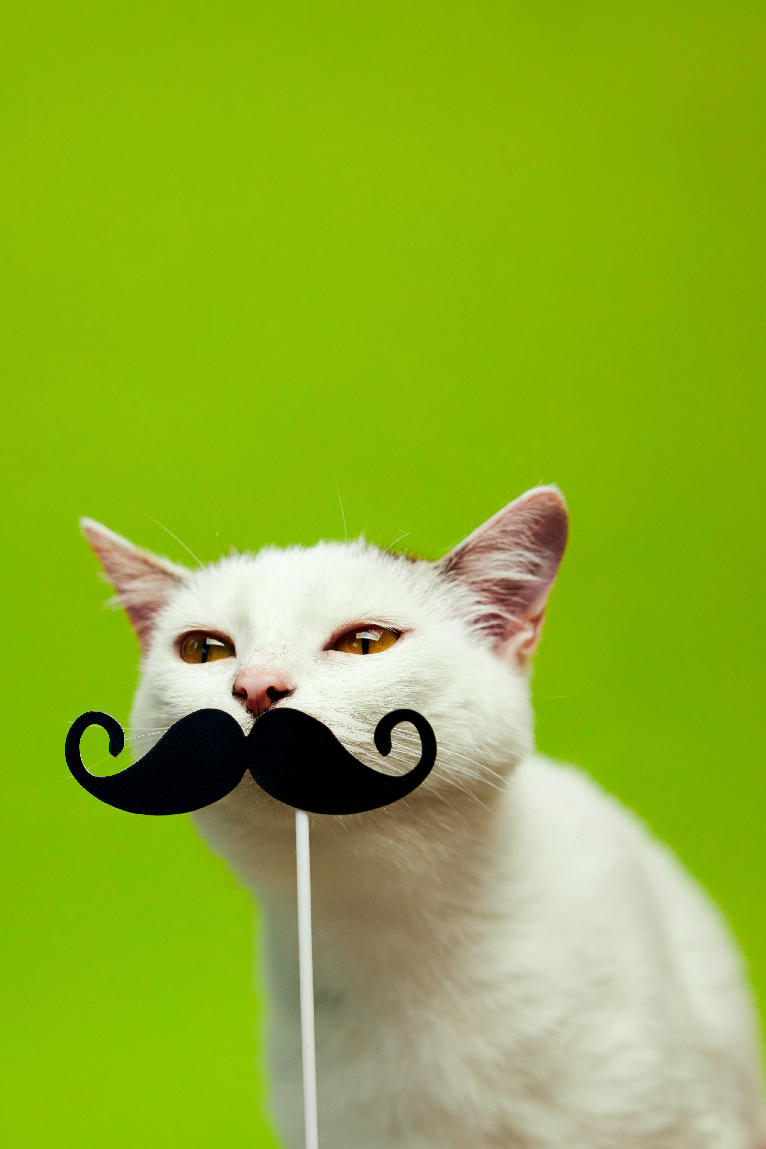 Коты. Фотограф Никита Журнаков | Екатеринбург