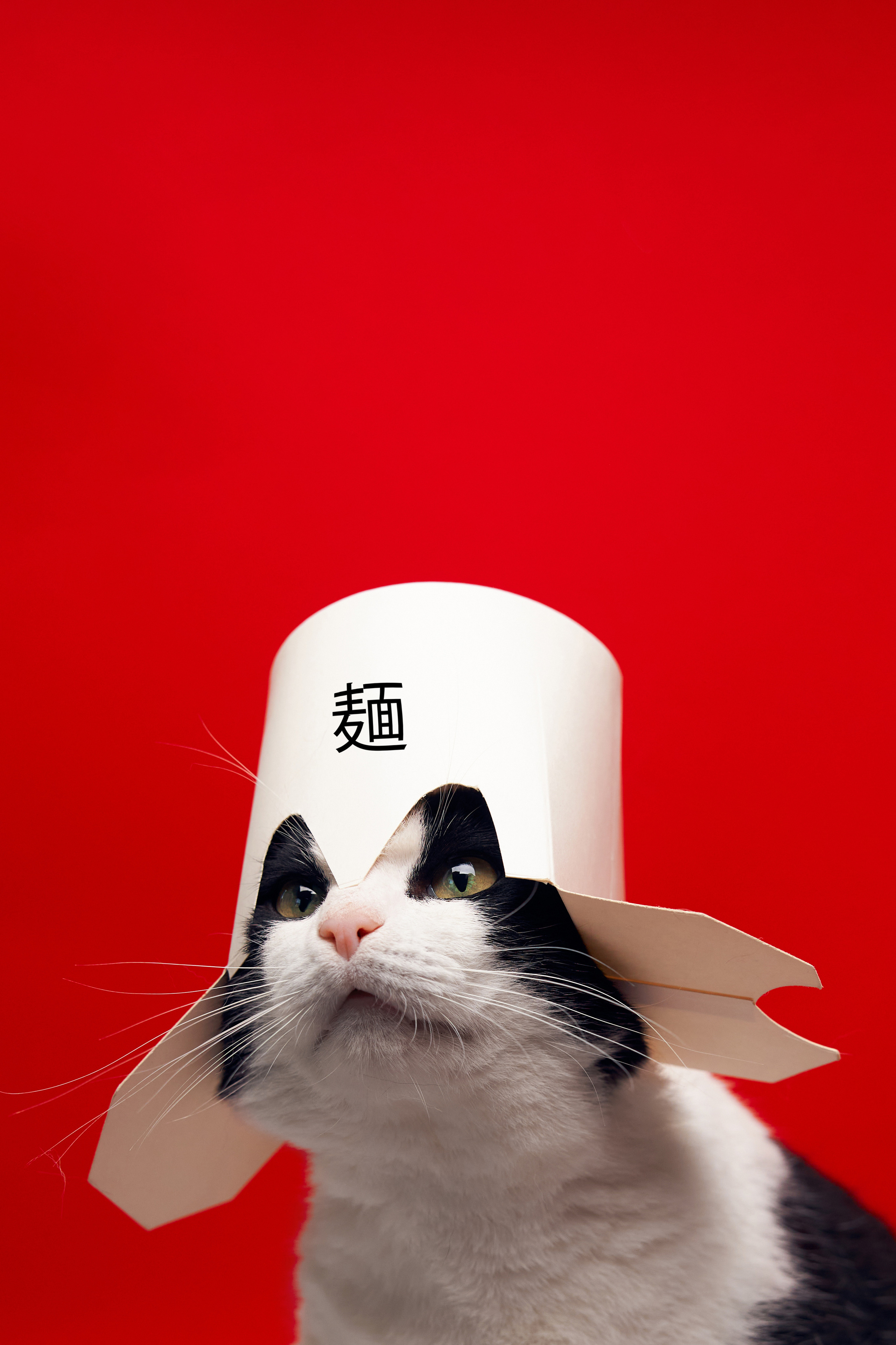 Коты. Фотограф Никита Журнаков | Екатеринбург