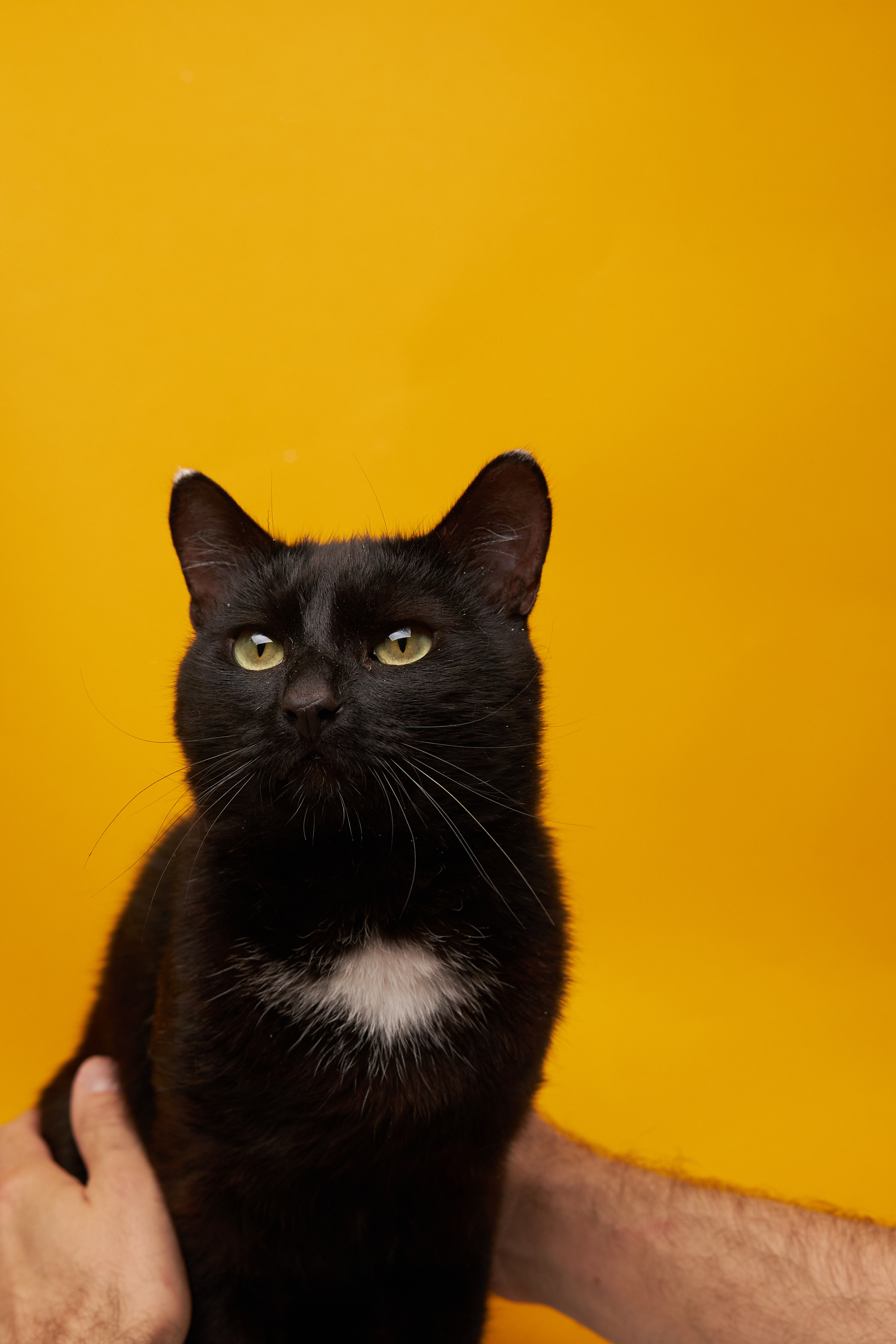 Коты. Фотограф Никита Журнаков | Екатеринбург