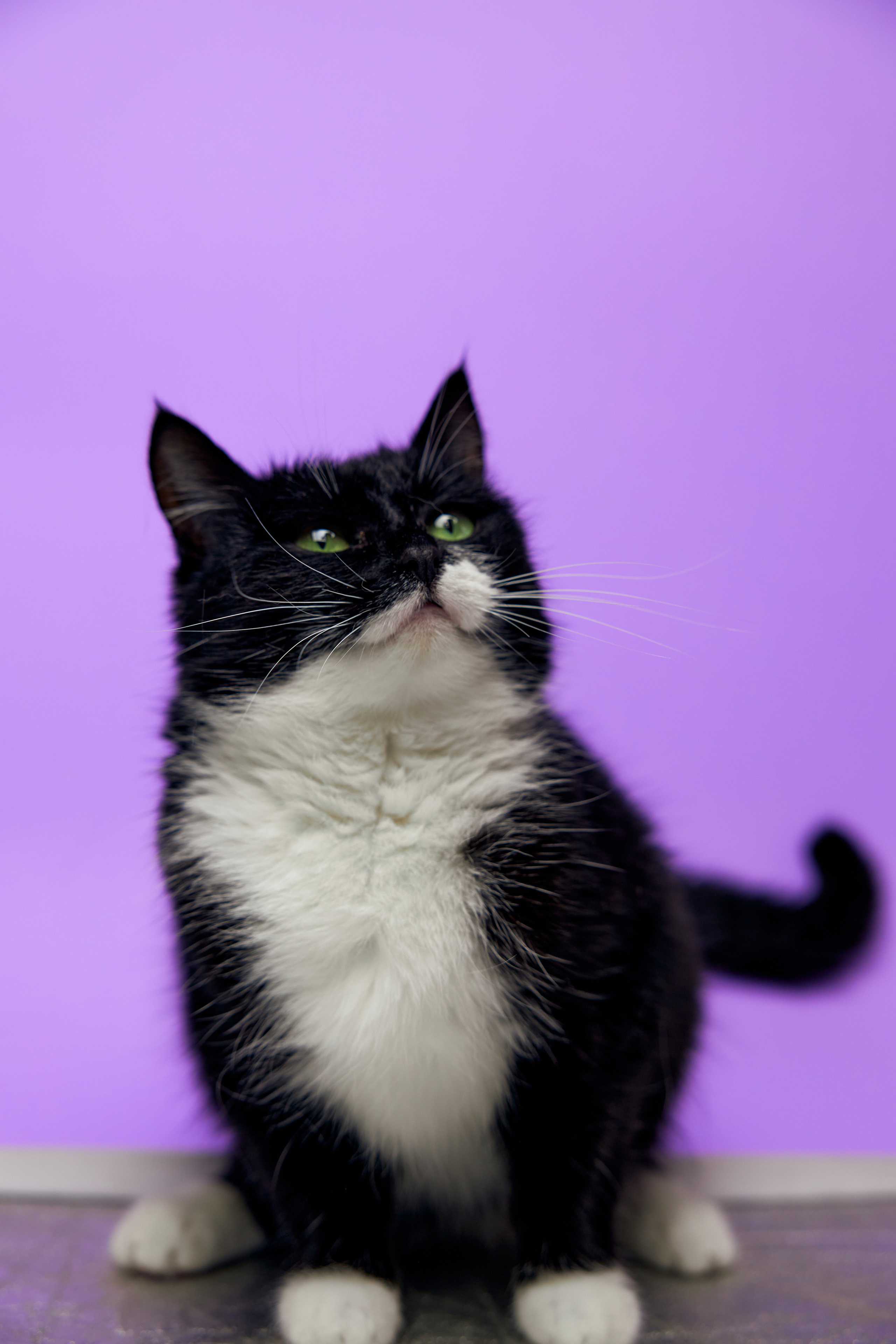 Коты. Фотограф Никита Журнаков | Екатеринбург