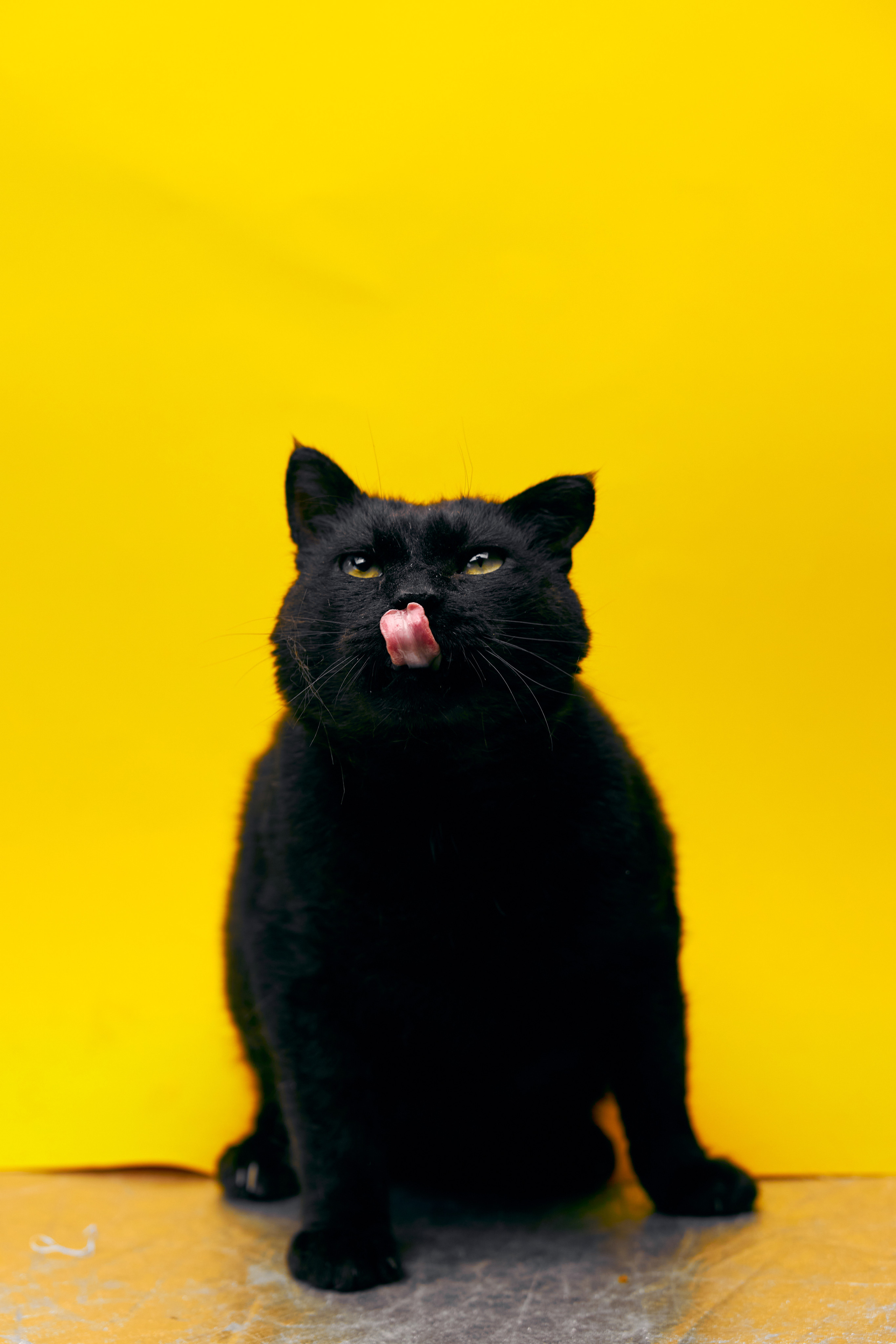 Коты. Фотограф Никита Журнаков | Екатеринбург