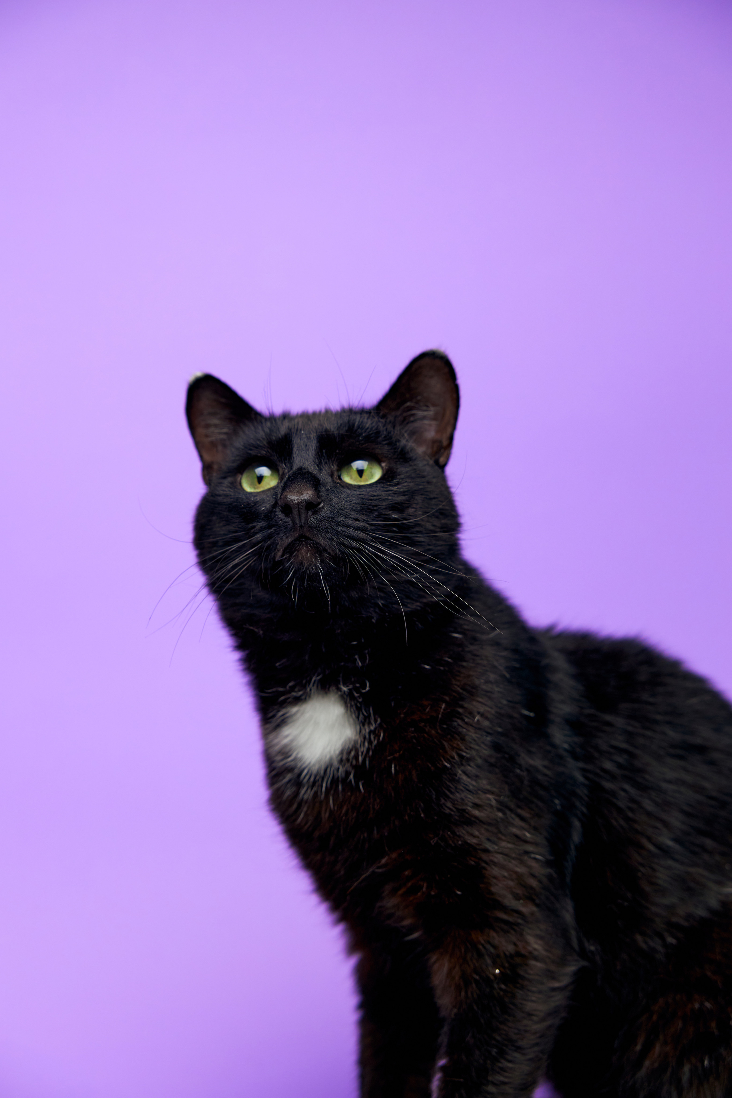 Коты. Фотограф Никита Журнаков | Екатеринбург