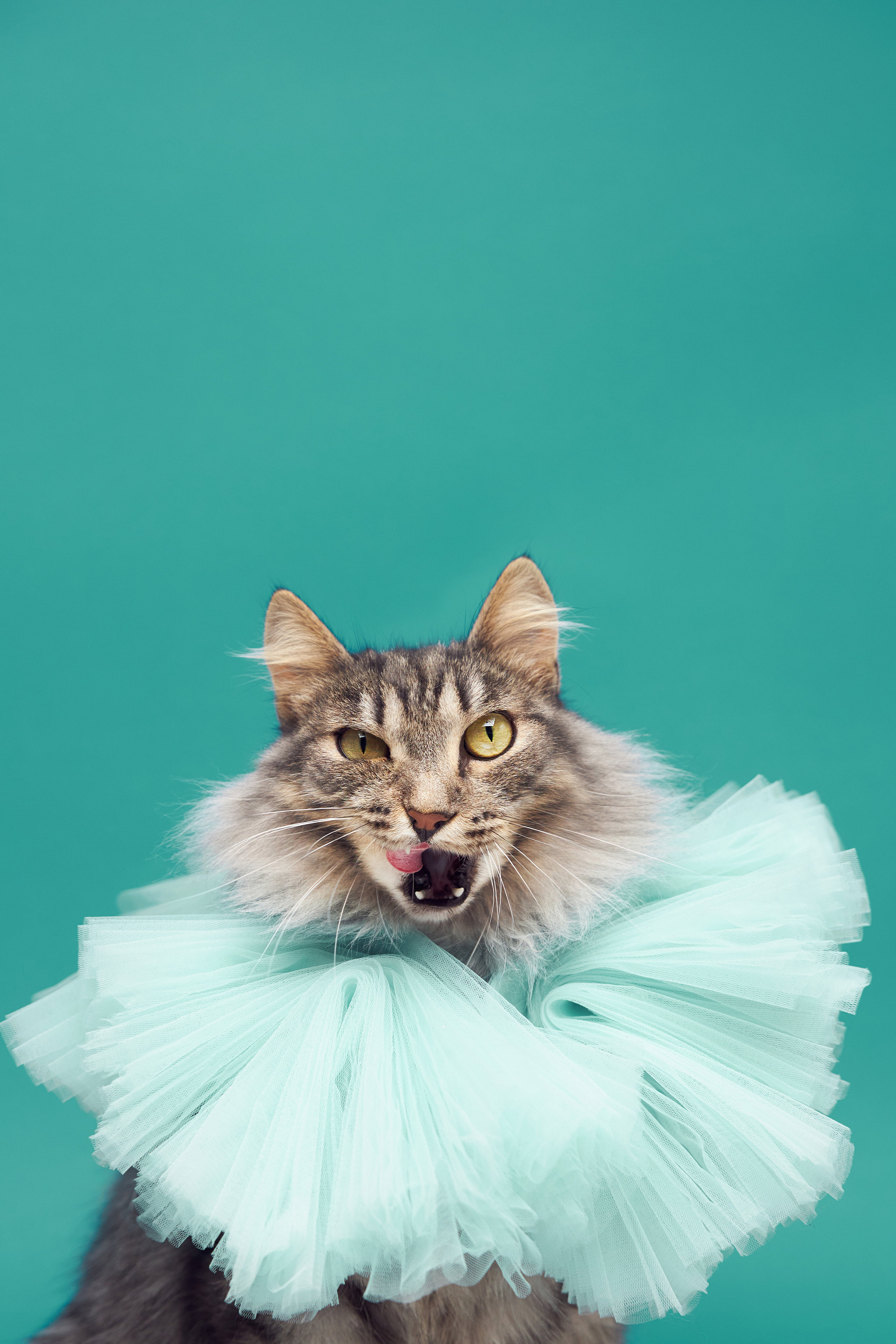 Коты. Фотограф Никита Журнаков | Екатеринбург