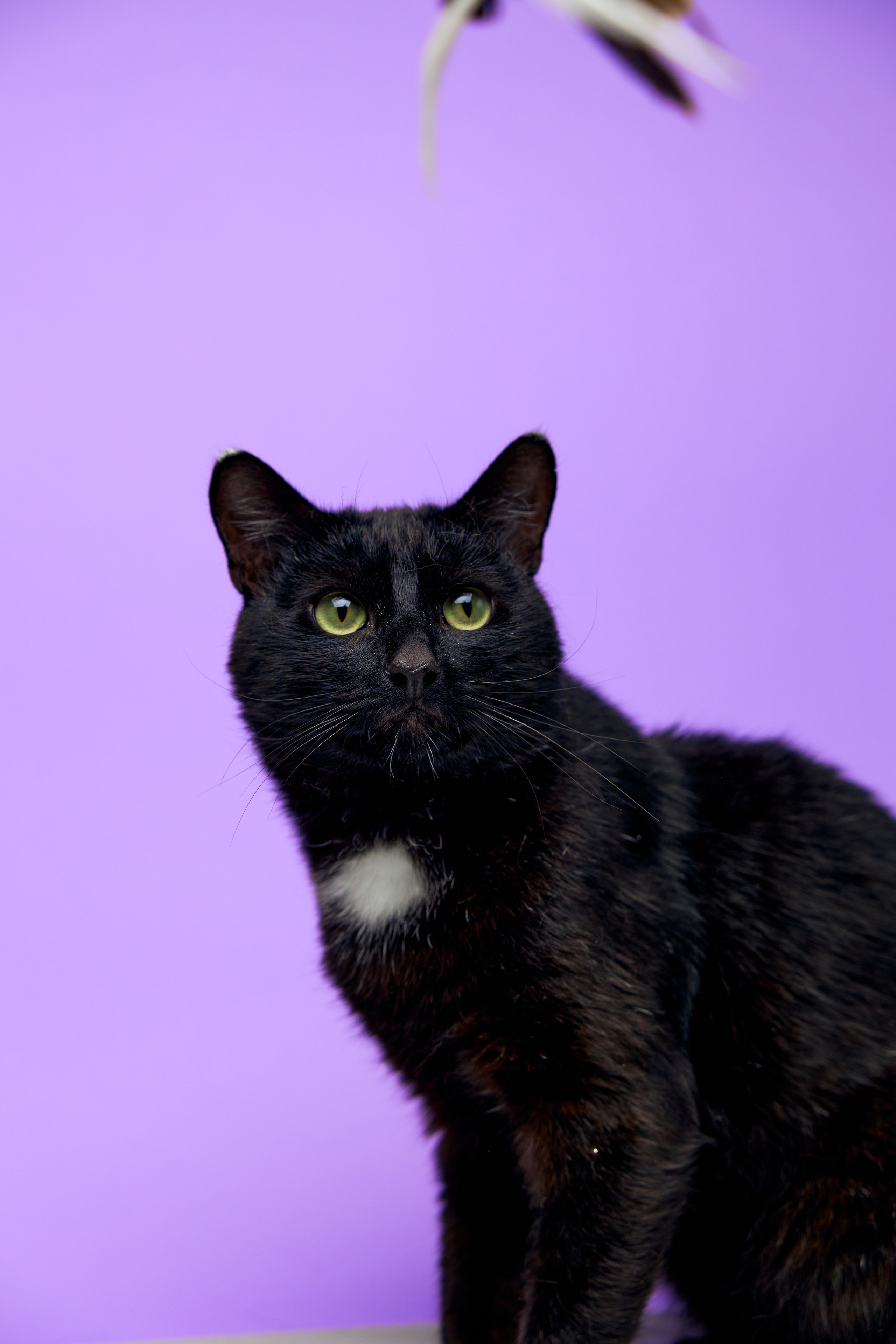 Коты. Фотограф Никита Журнаков | Екатеринбург