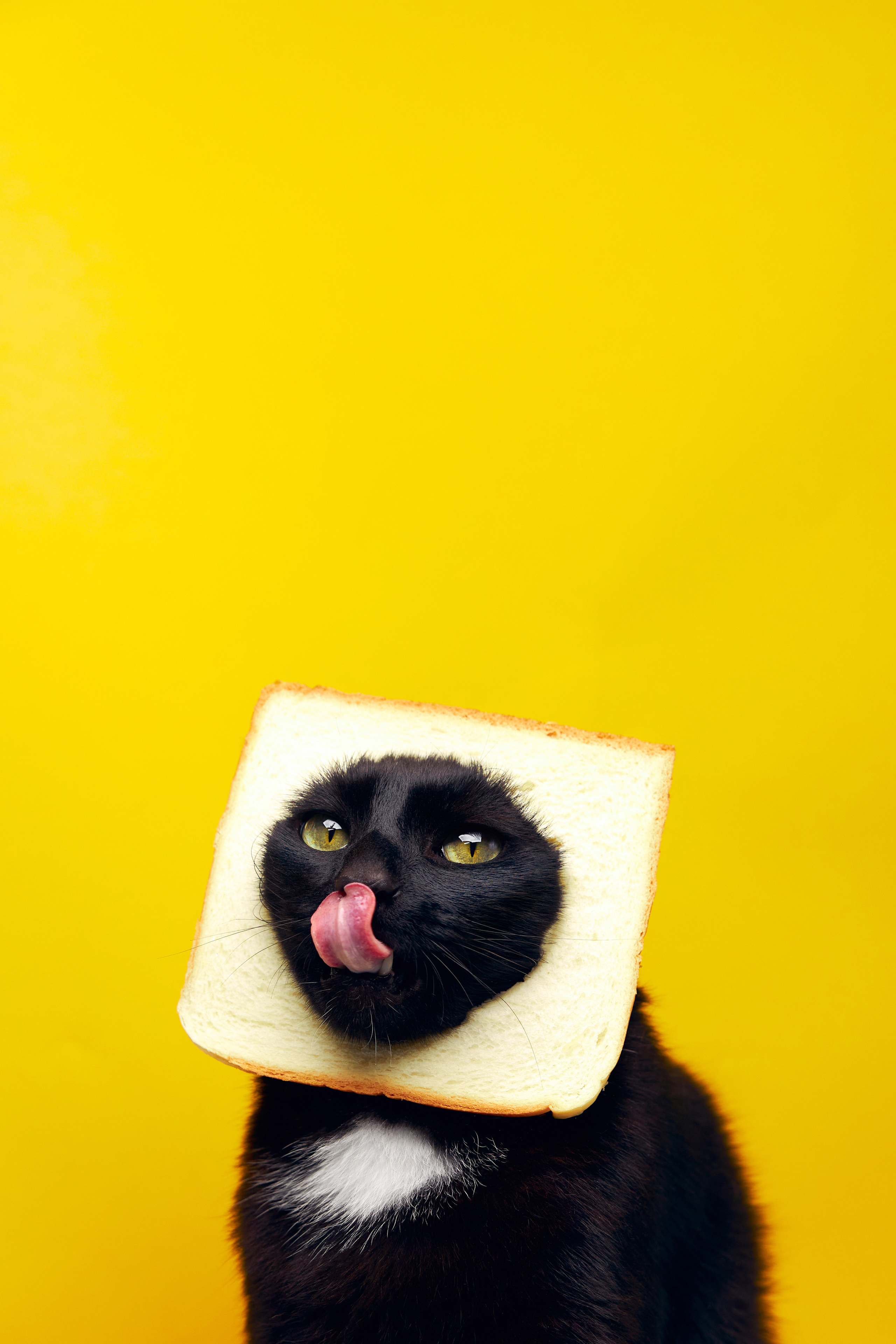 Коты. Фотограф Никита Журнаков | Екатеринбург