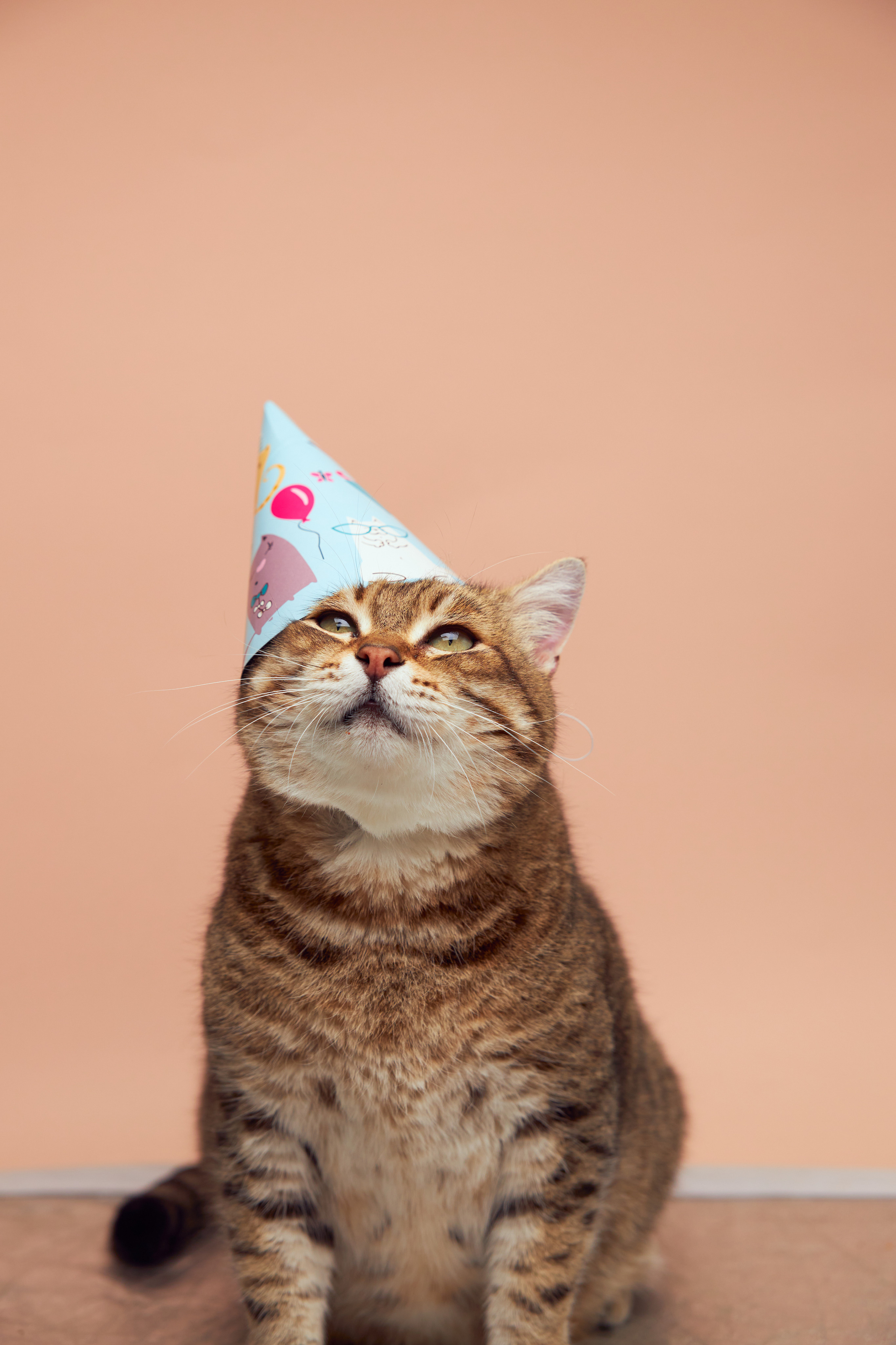 Коты. Фотограф Никита Журнаков | Екатеринбург