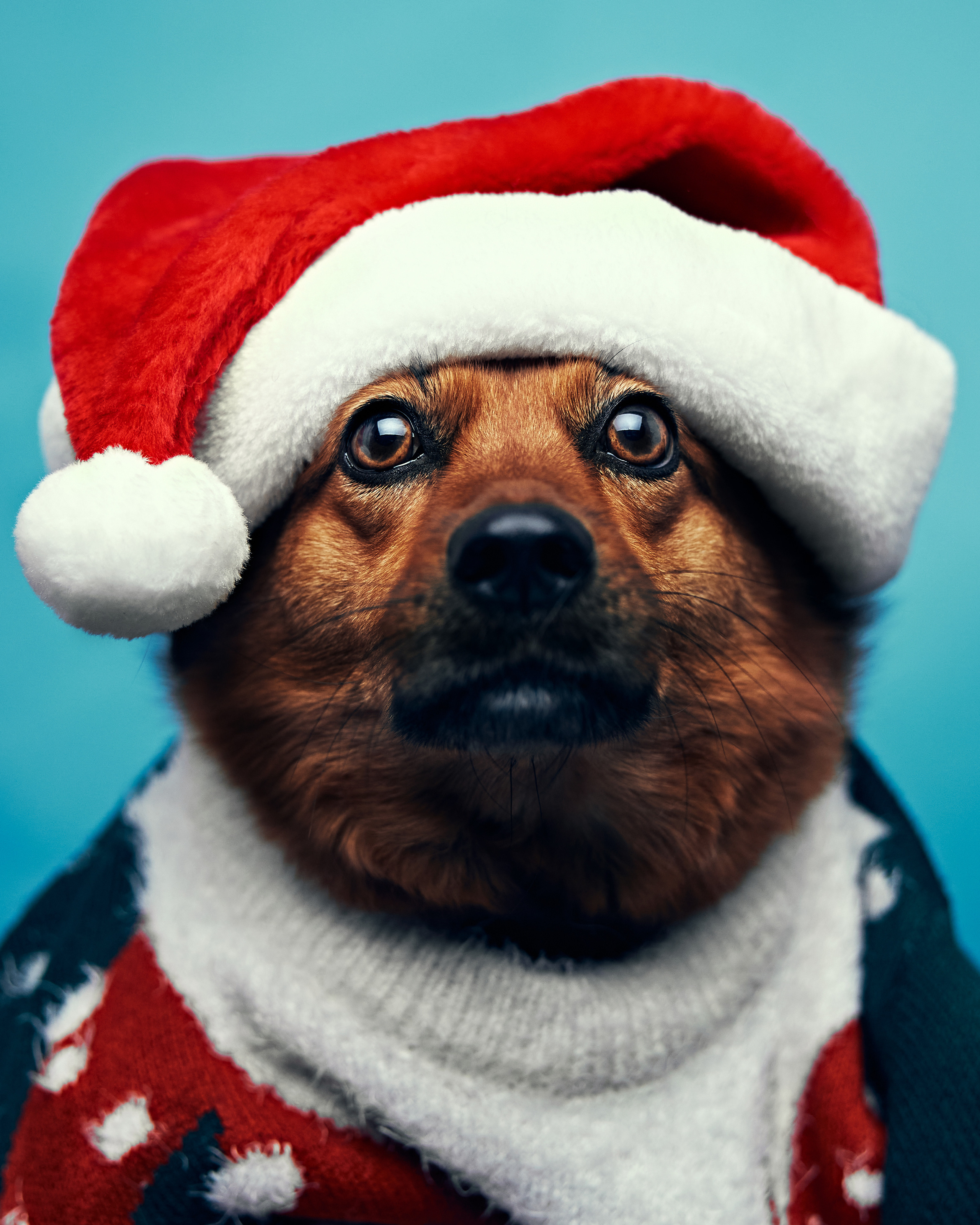 Хаски. Фотограф Никита Журнаков | Екатеринбург