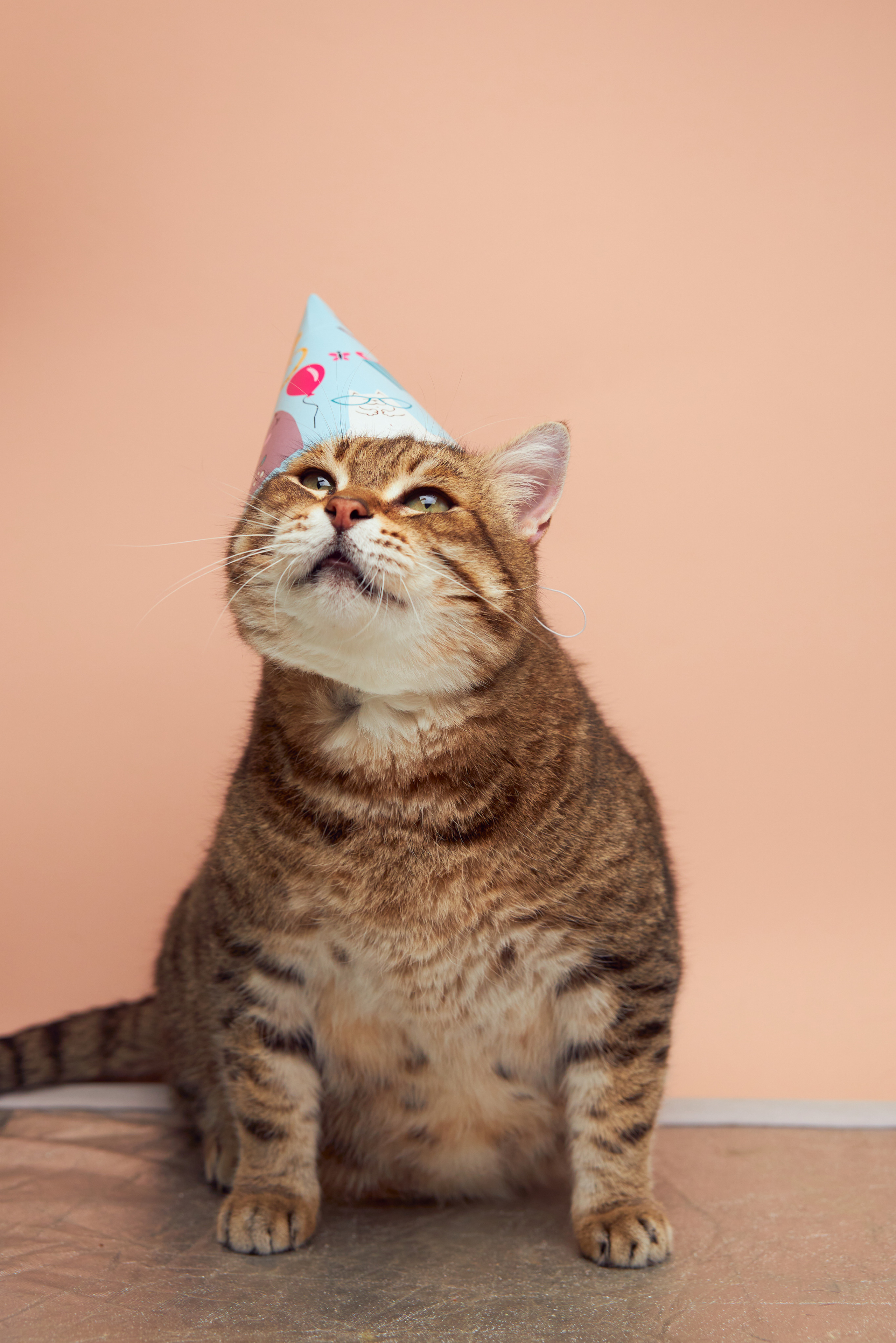 Коты. Фотограф Никита Журнаков | Екатеринбург