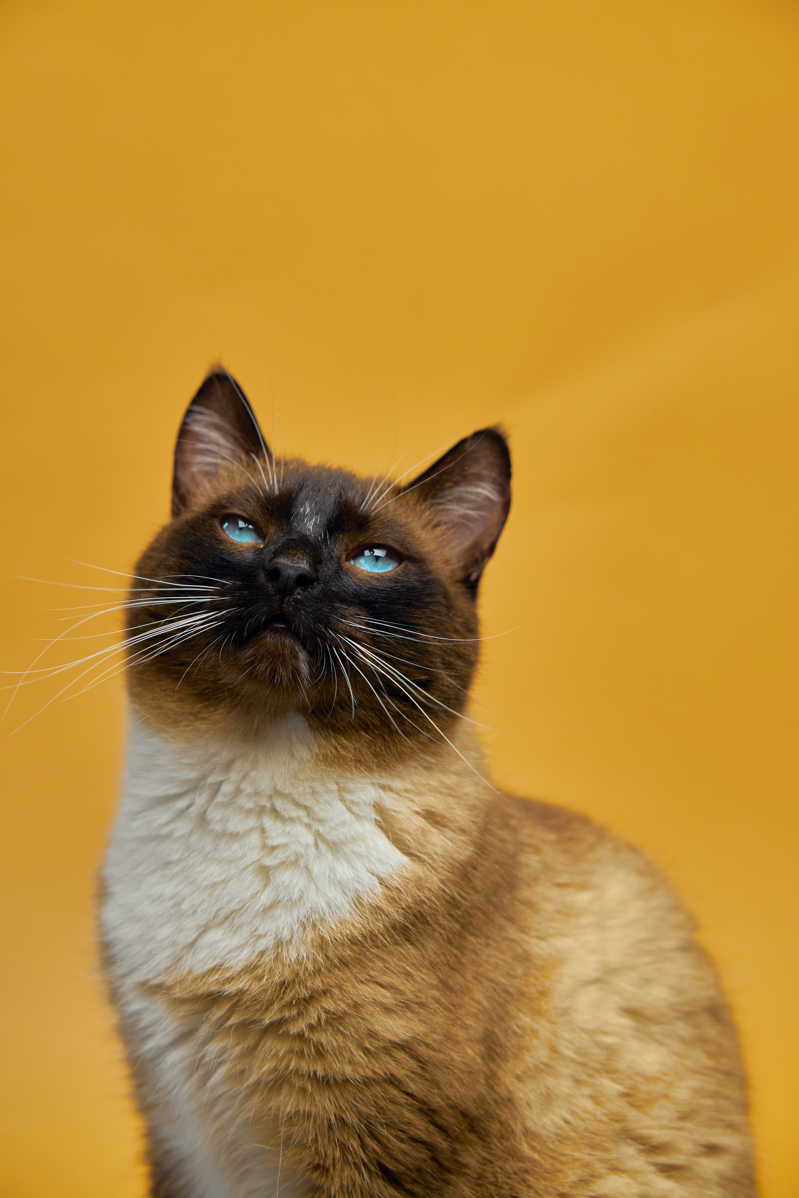 Коты. Фотограф Никита Журнаков | Екатеринбург