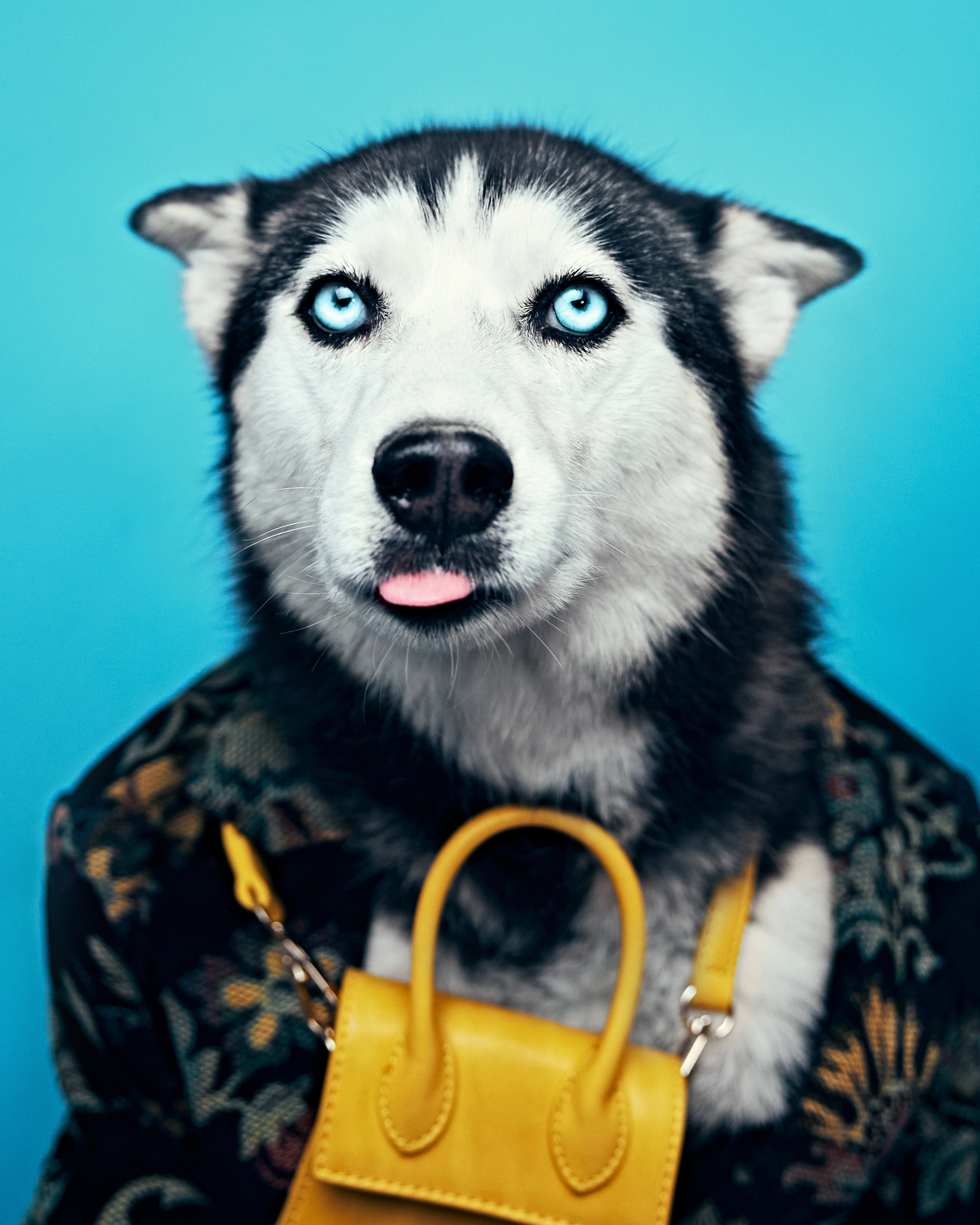 Хаски. Фотограф Никита Журнаков | Екатеринбург