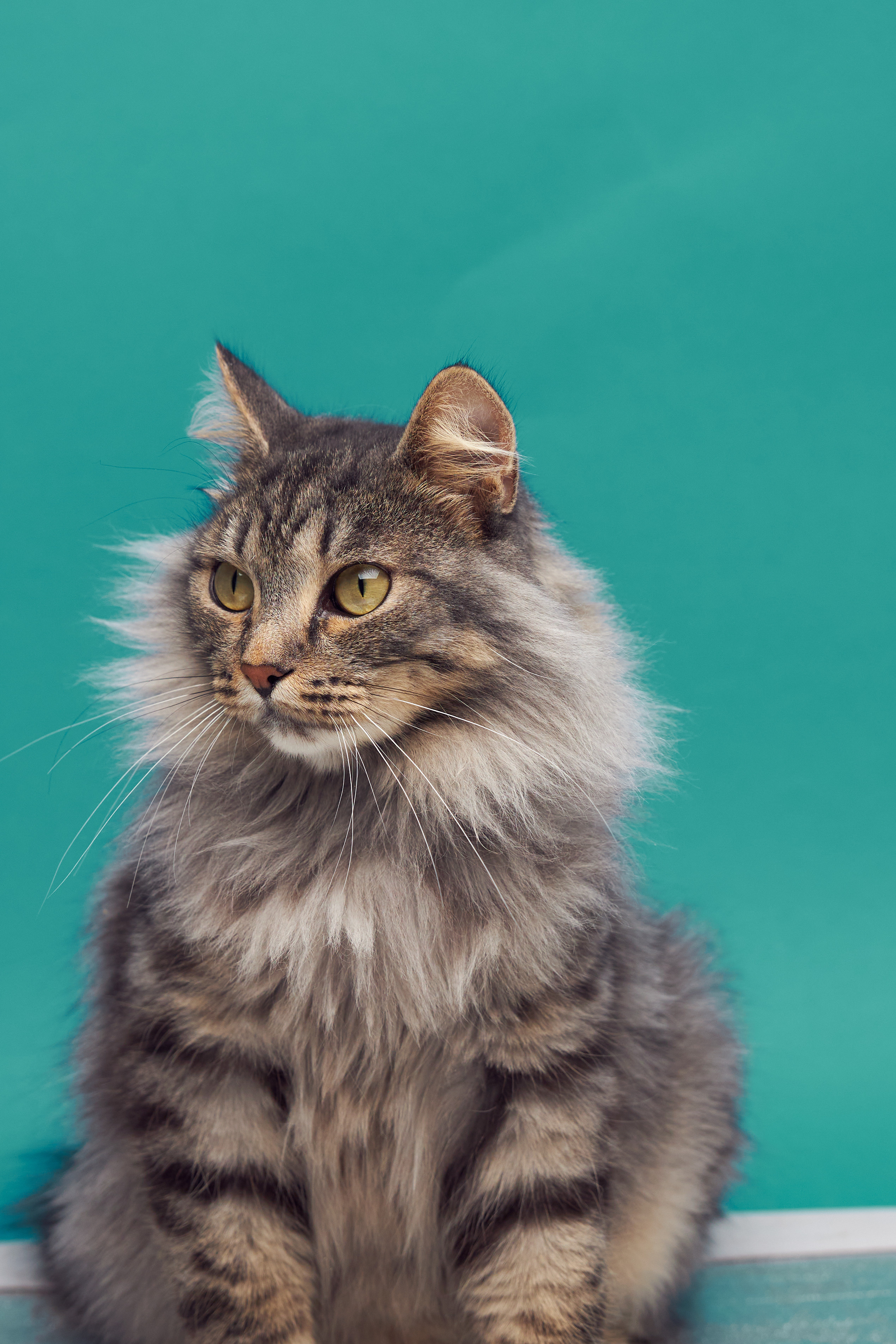 Коты. Фотограф Никита Журнаков | Екатеринбург