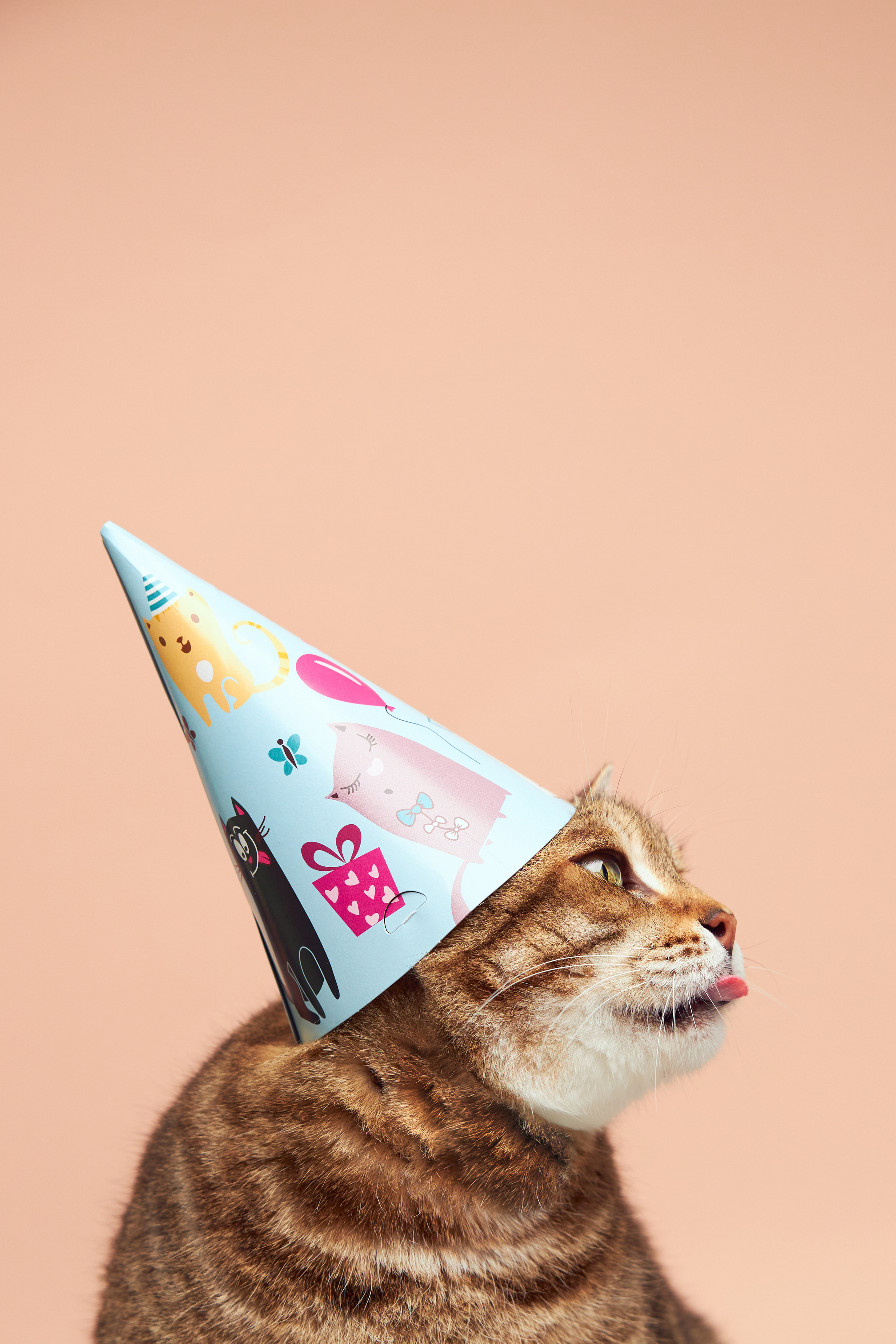 Коты. Фотограф Никита Журнаков | Екатеринбург