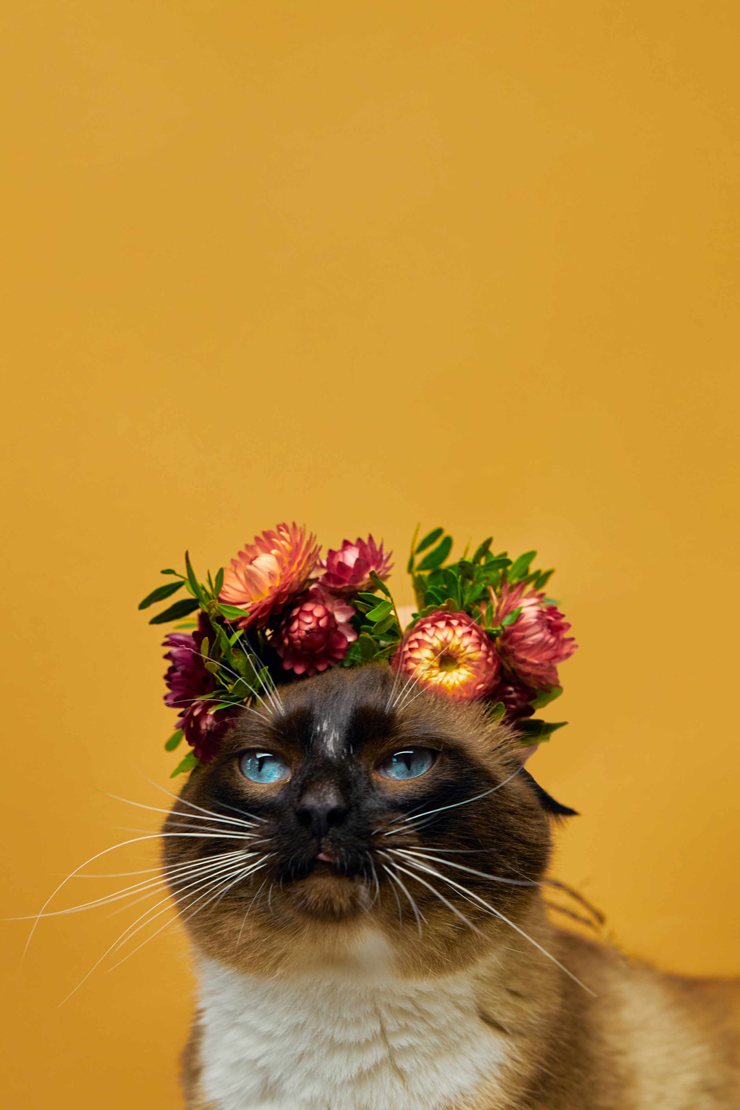 Коты. Фотограф Никита Журнаков | Екатеринбург