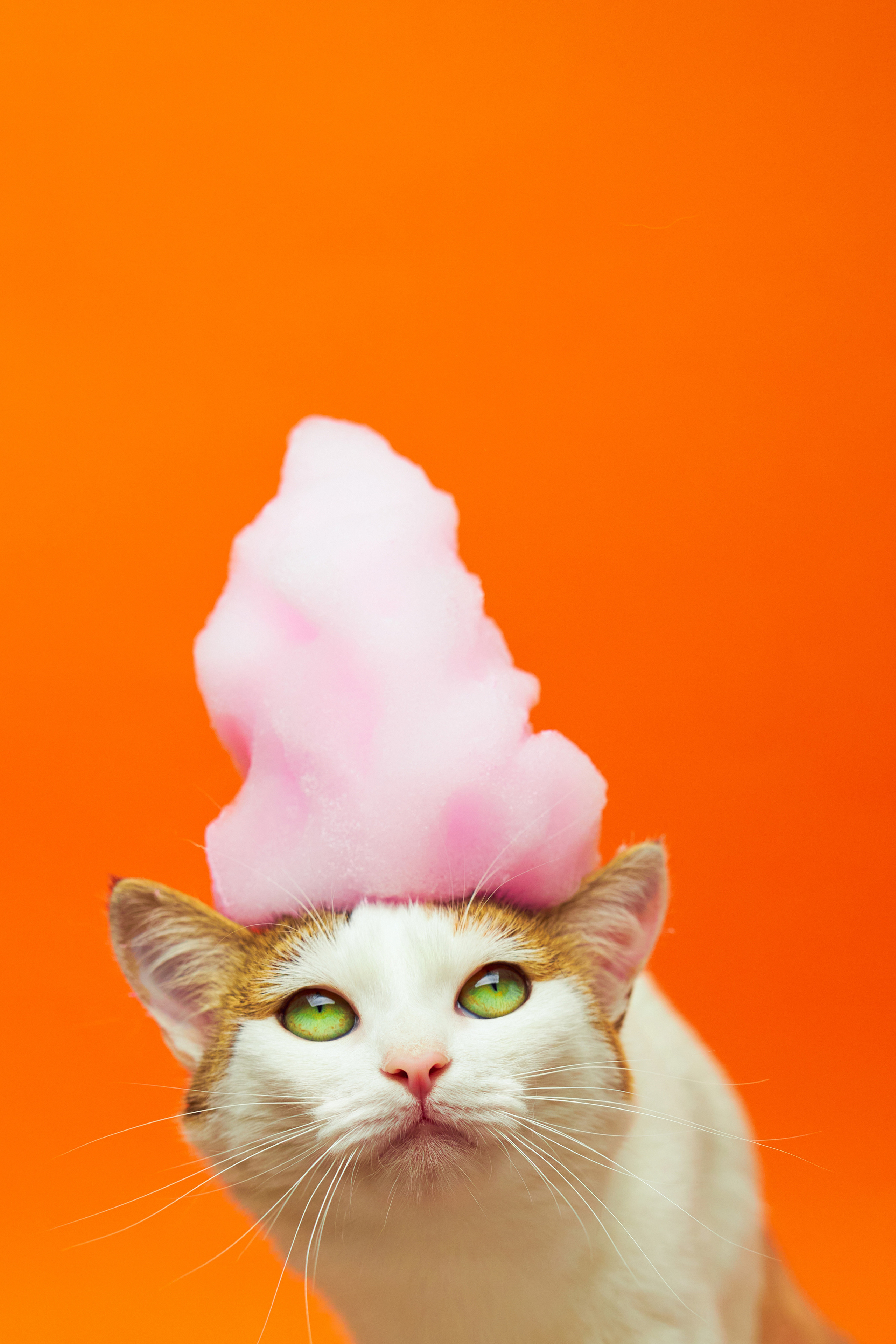 Коты. Фотограф Никита Журнаков | Екатеринбург