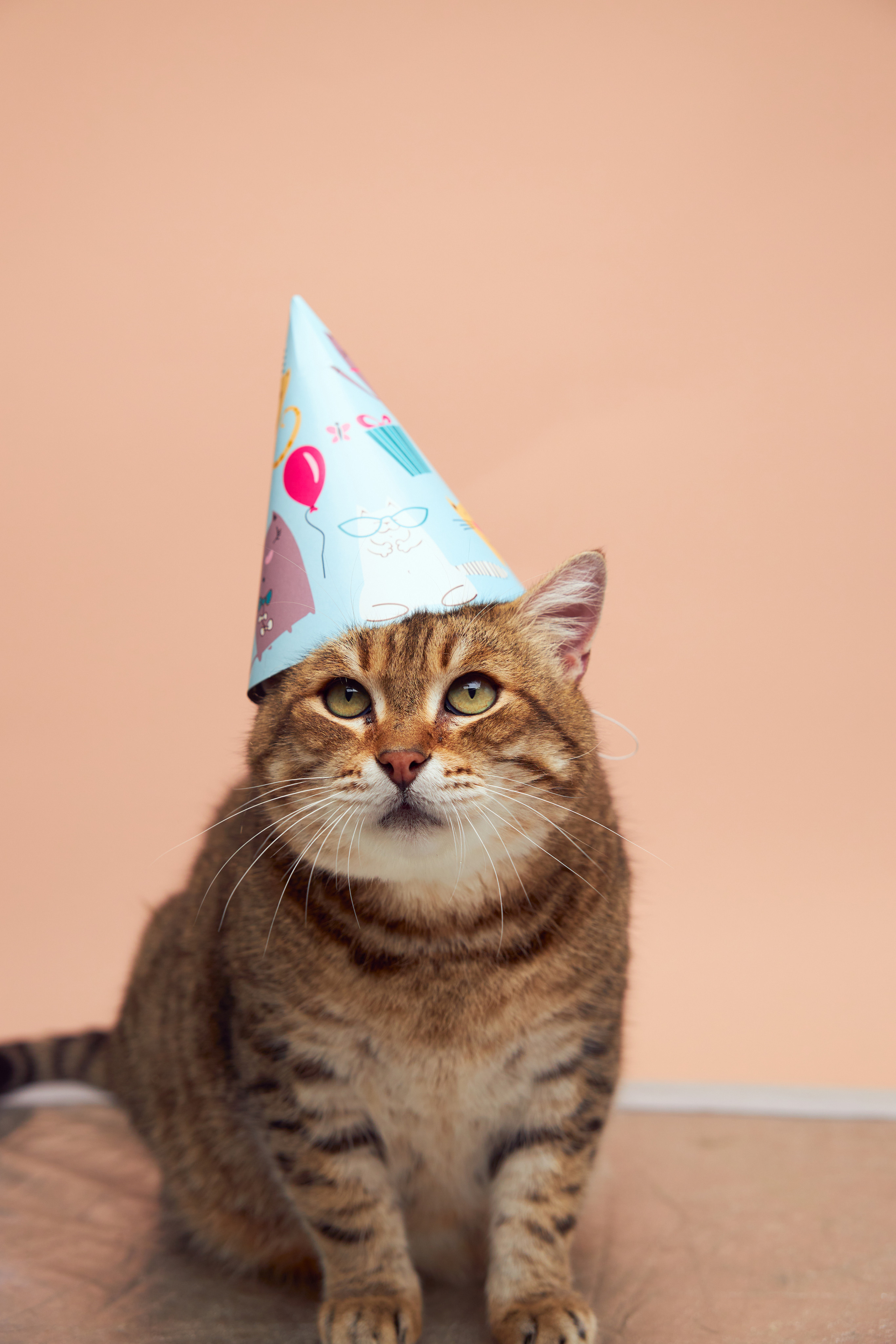 Коты. Фотограф Никита Журнаков | Екатеринбург