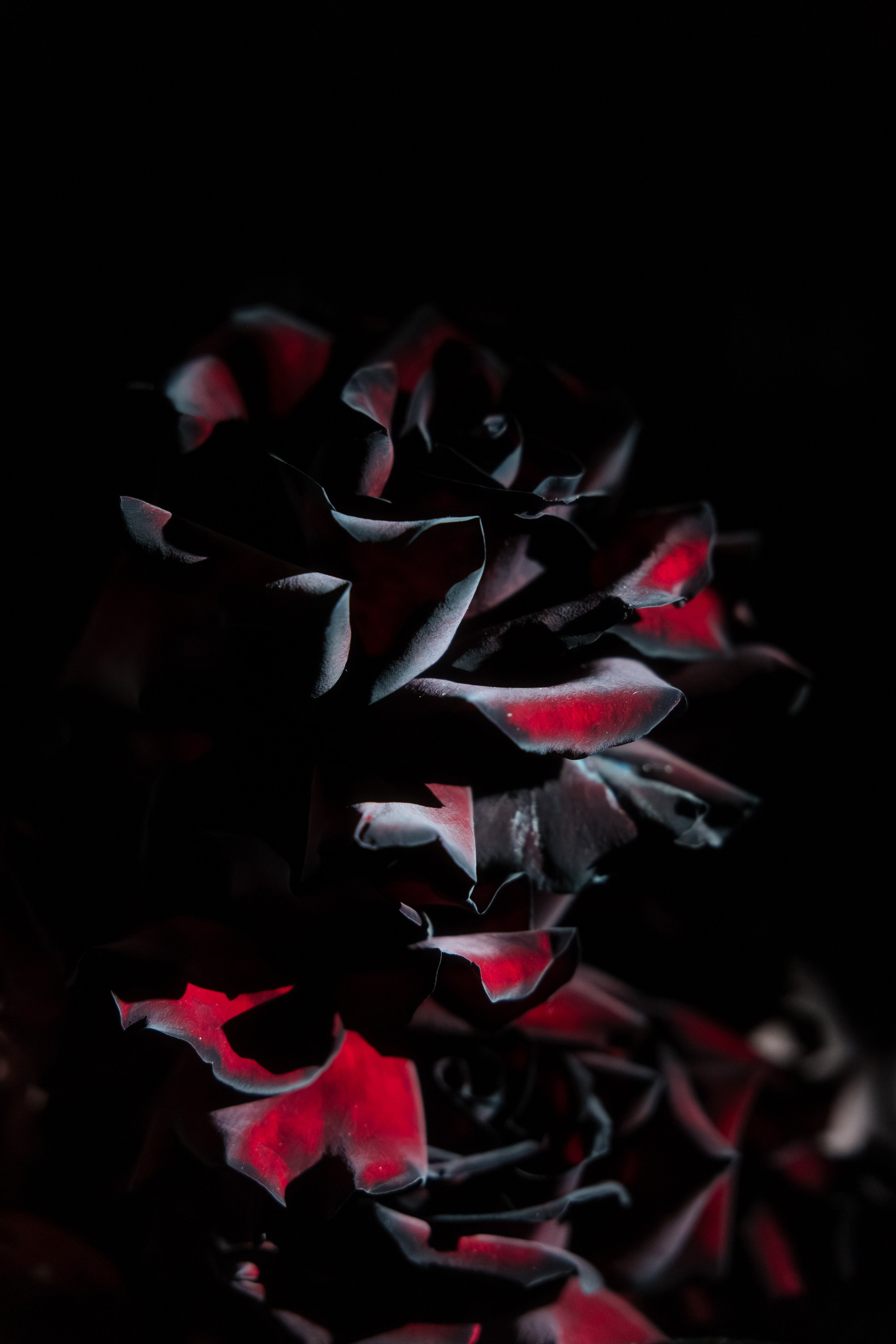 @chili_weddings. Свадебный и репортажный фотограф в Москве Владимир Сергеев | Naysaikolo