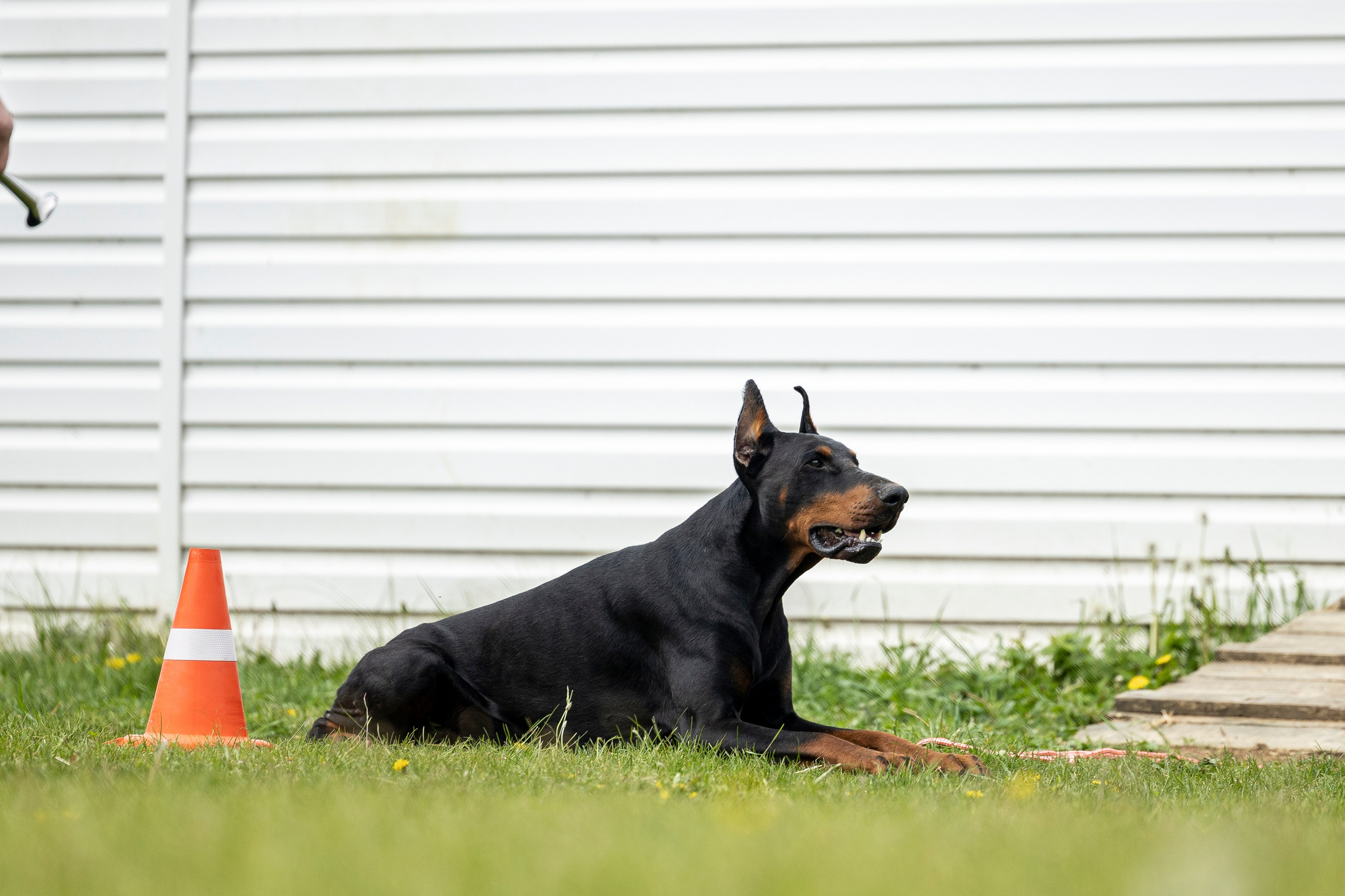 Испытания по мондьорингу в Нижнем Новгороде. Фотограф-анималист Анна Маринич