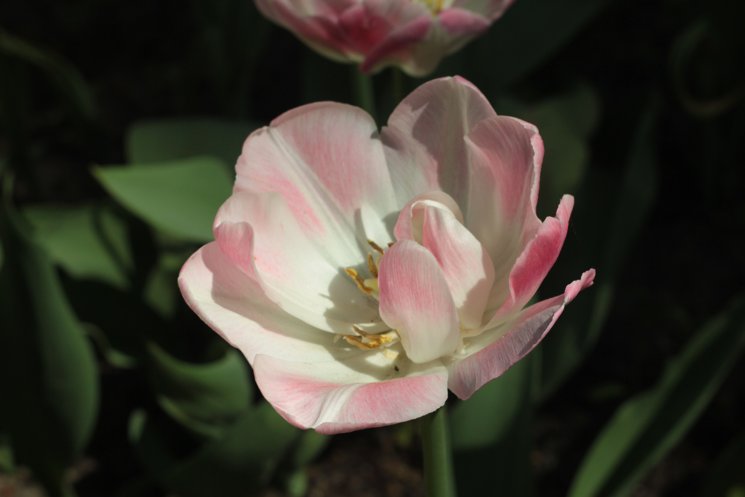 Вне студии. Фотограф Светлана Заплатина