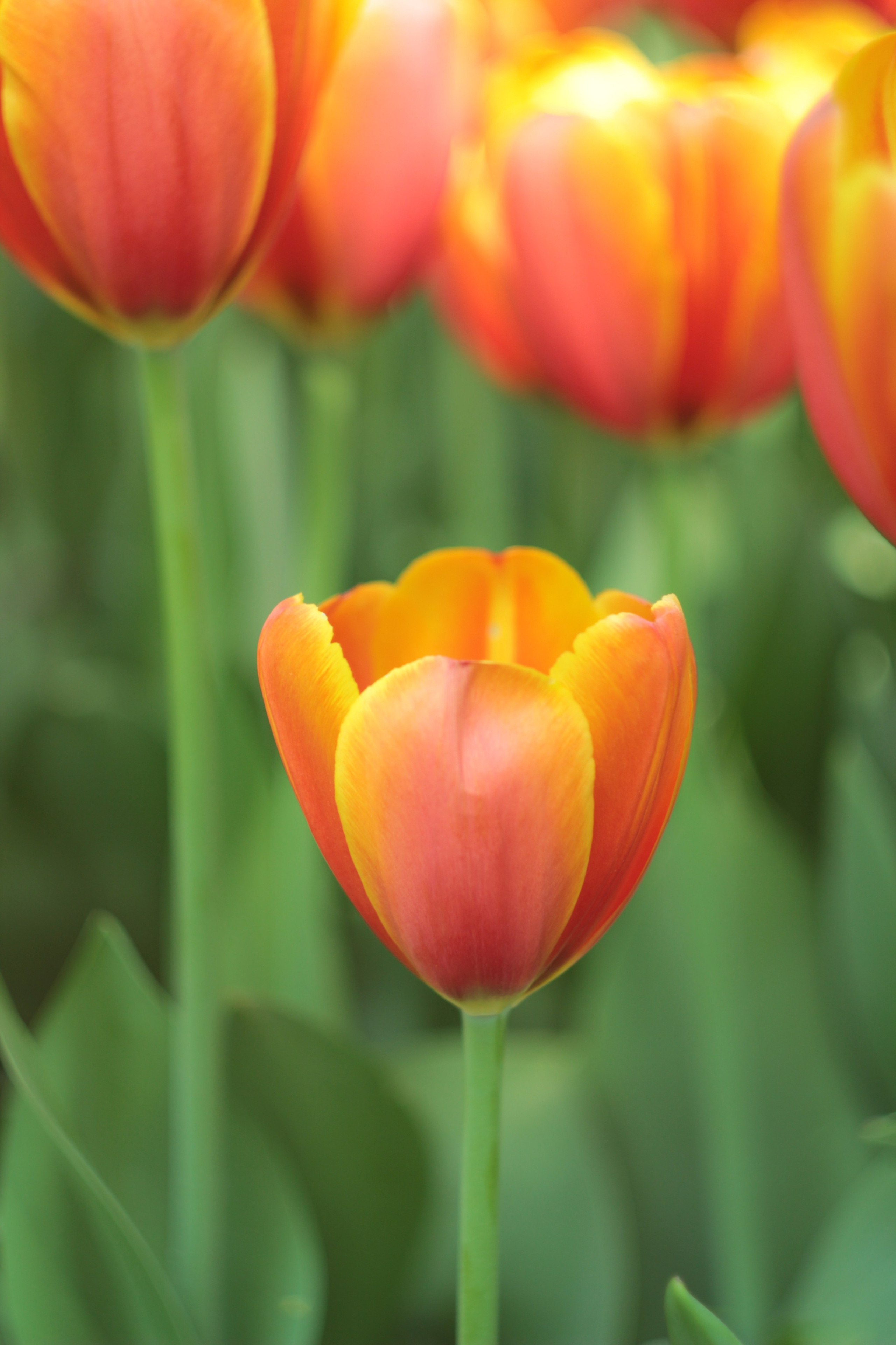 Вне студии. Фотограф Светлана Заплатина