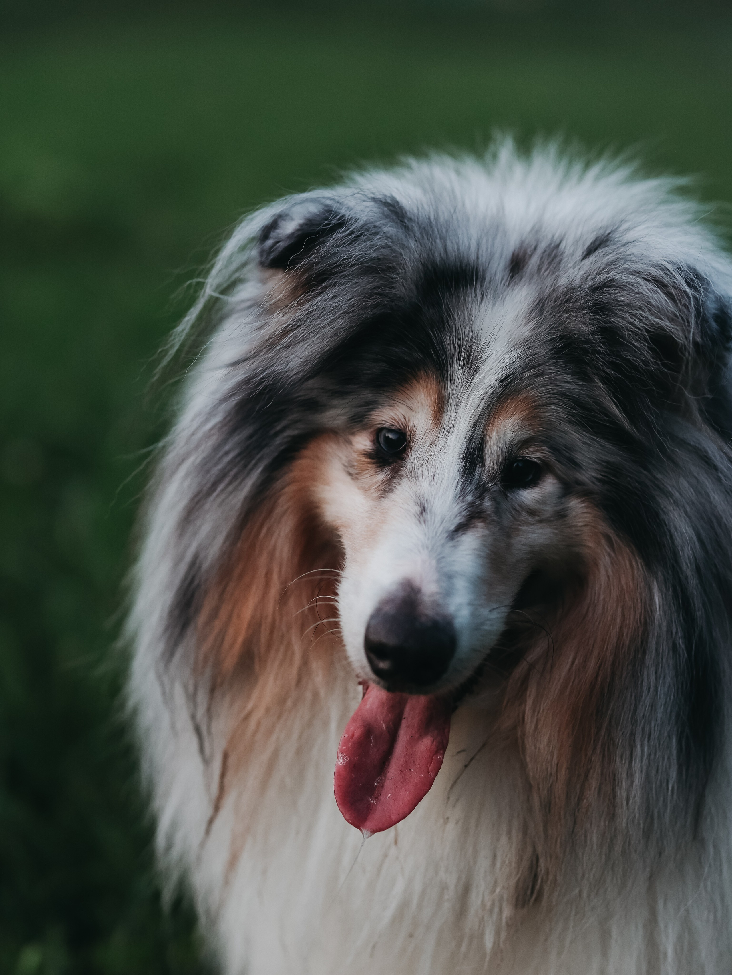 Гранд и Инга. Фотограф-анималист в Москве Кириллова Татьяна