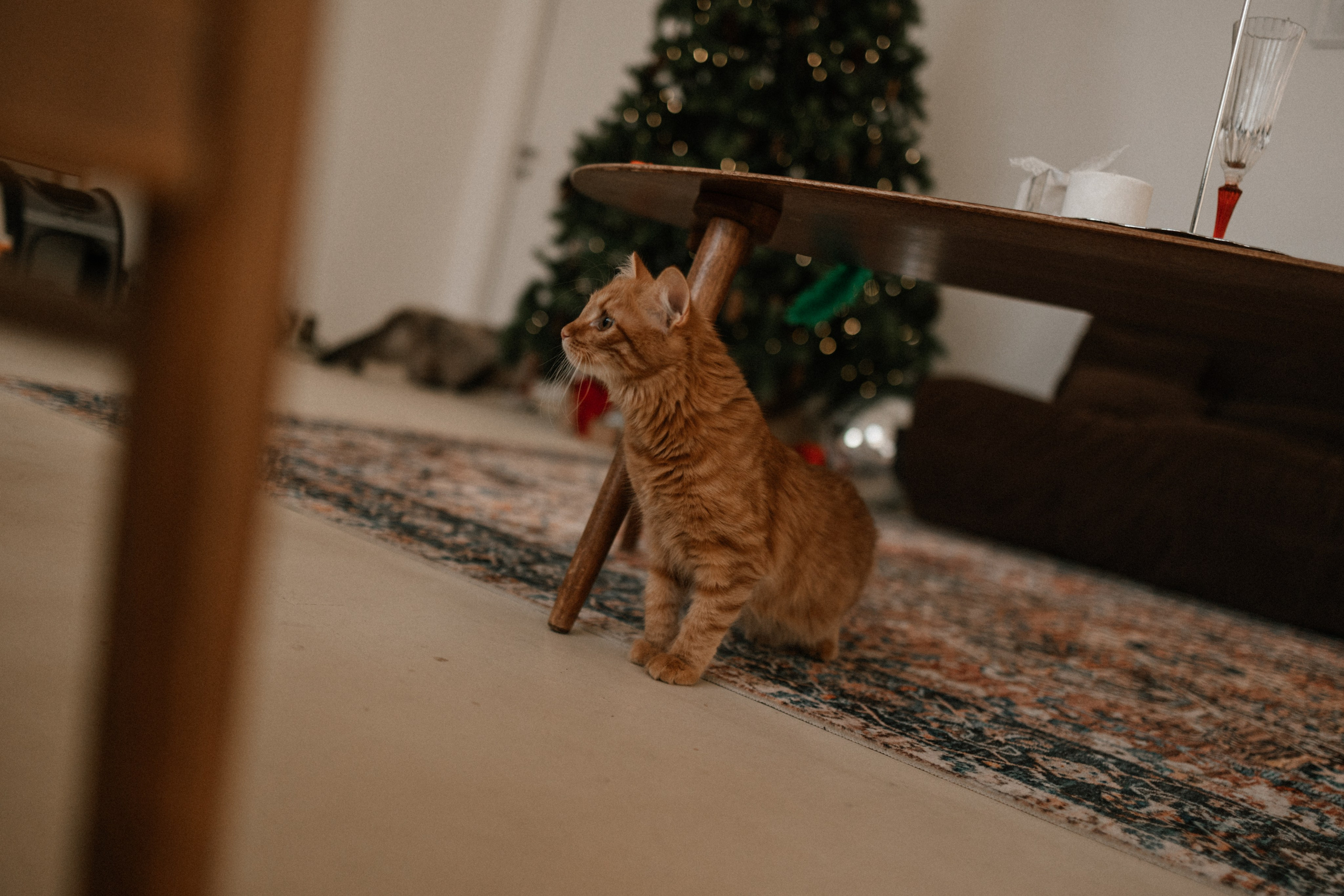 Камилла и ее девочки. Фотограф — Анималист | Санкт-Петербург