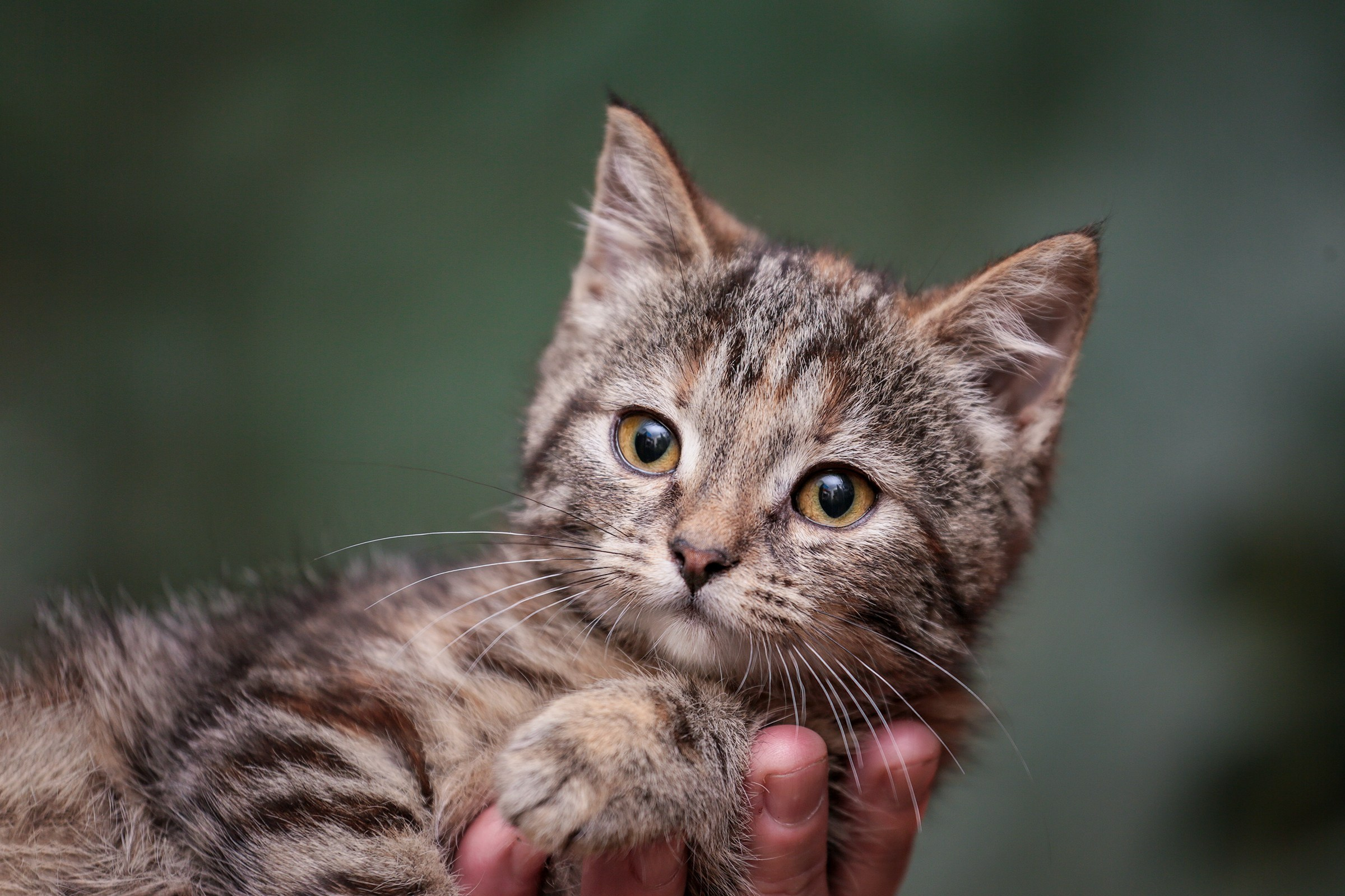 Кошки и котята в приютах. Irenephoto.ru